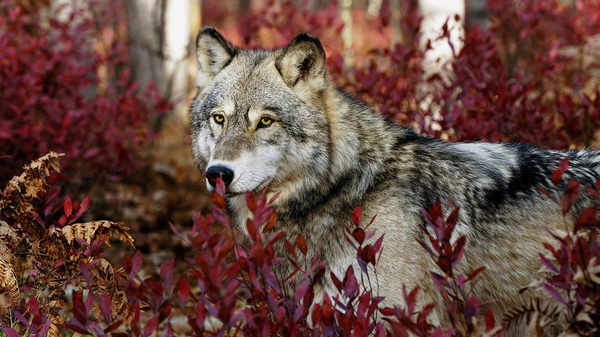 Lupo grigio, Foglie rosse, Autunno, Full HD, sfondo per portatile