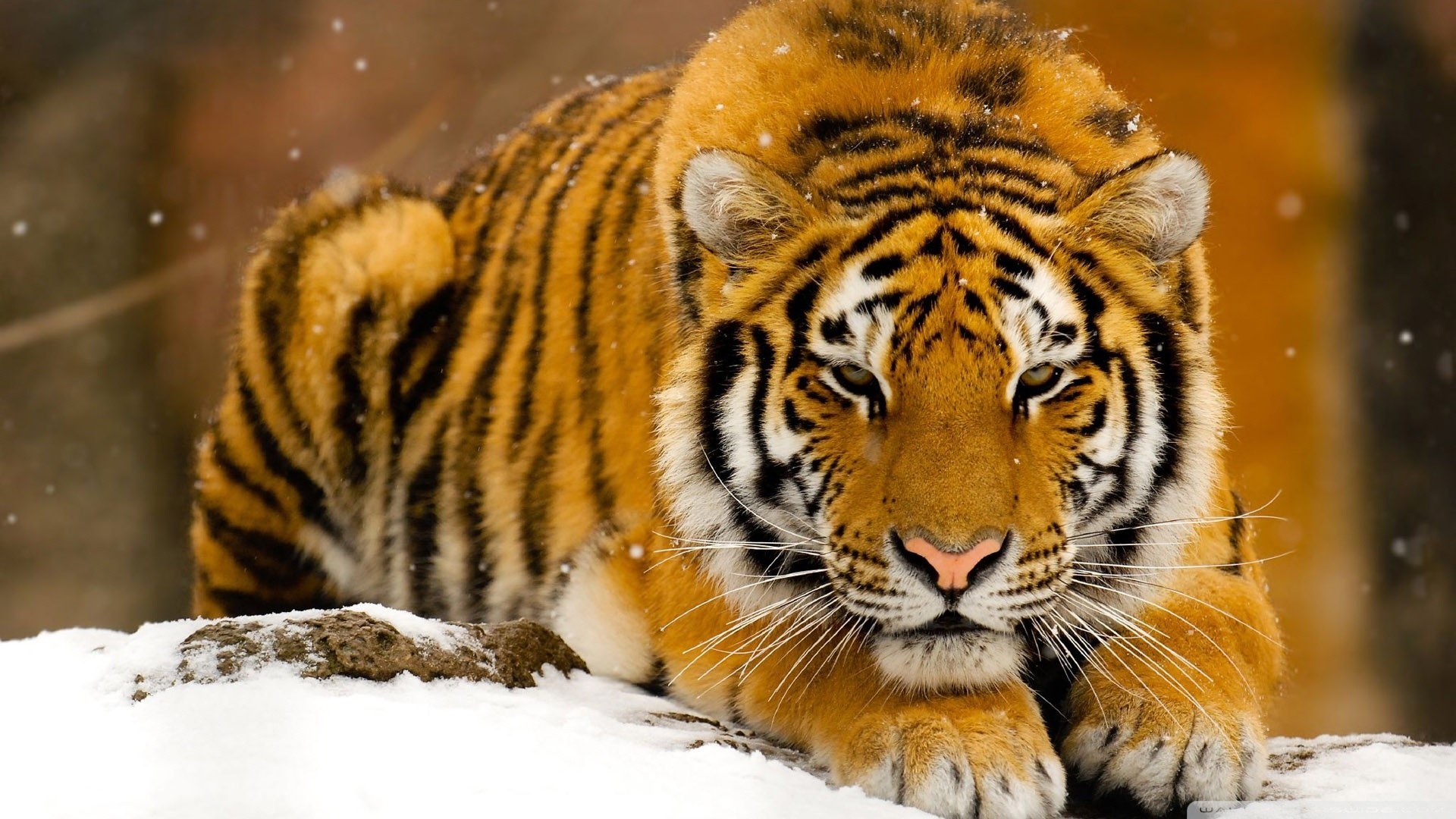 Tigre siberiana, Neve, Sguardo, Felino, Full HD, sfondo desktop
