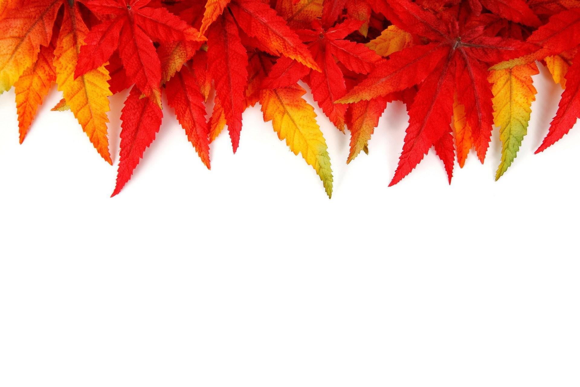 Foglie d'acero rosse, Bordo, Sfondo bianco, Full HD, wallpaper per computer