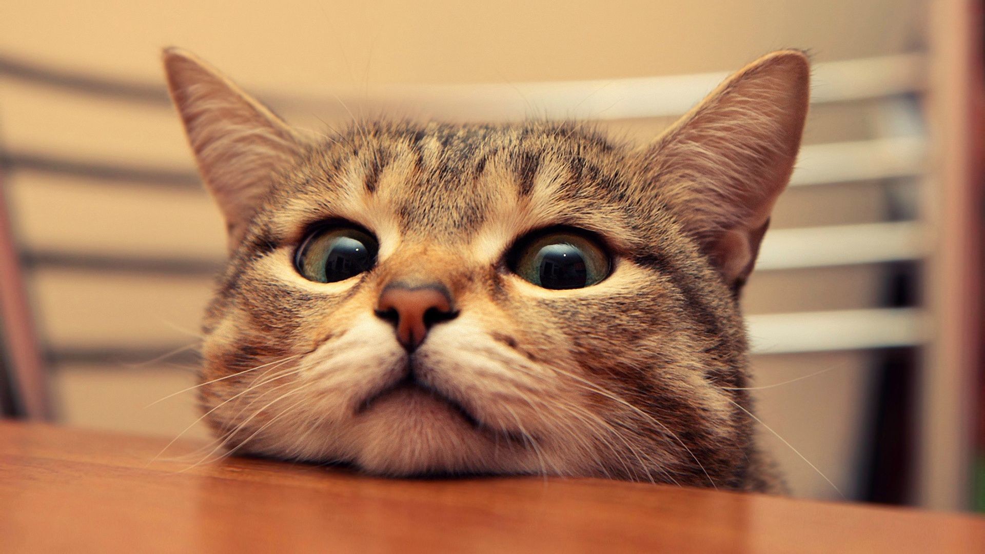 Gatto tigrato, Occhi grandi, Tavolo, Divertente, 16:9 Full HD, sfondo widescreen