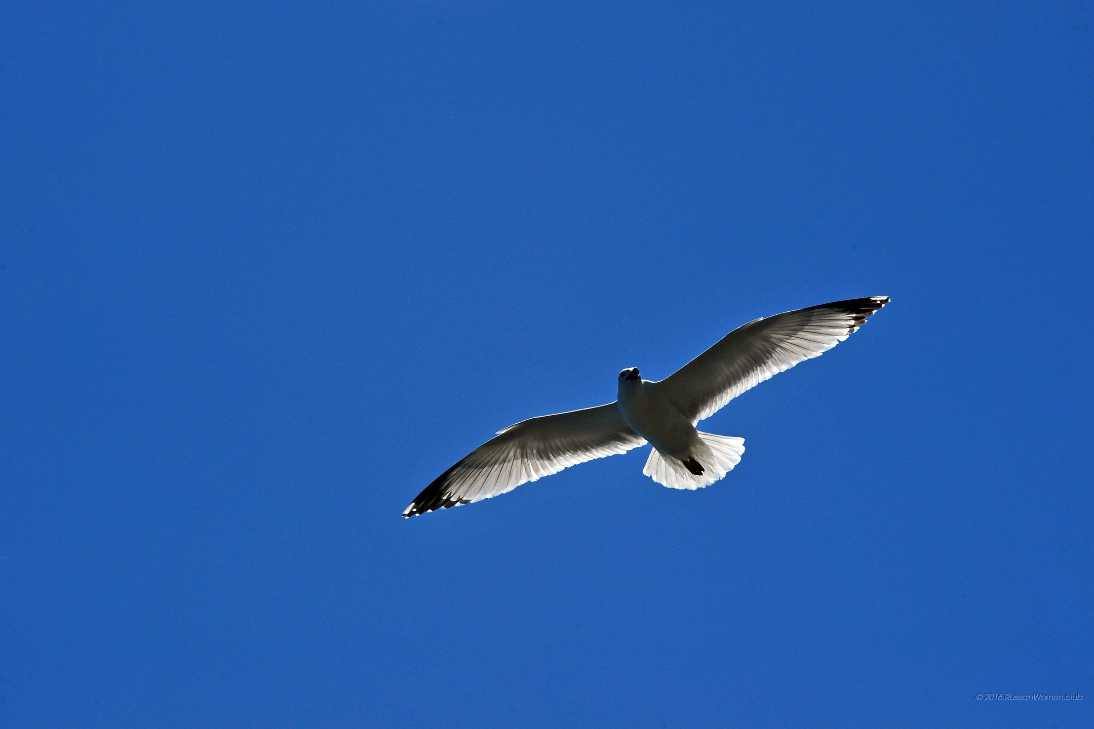 Gabbiano, Volo, Cielo azzurro, Minimalista, wallpaper per tablet