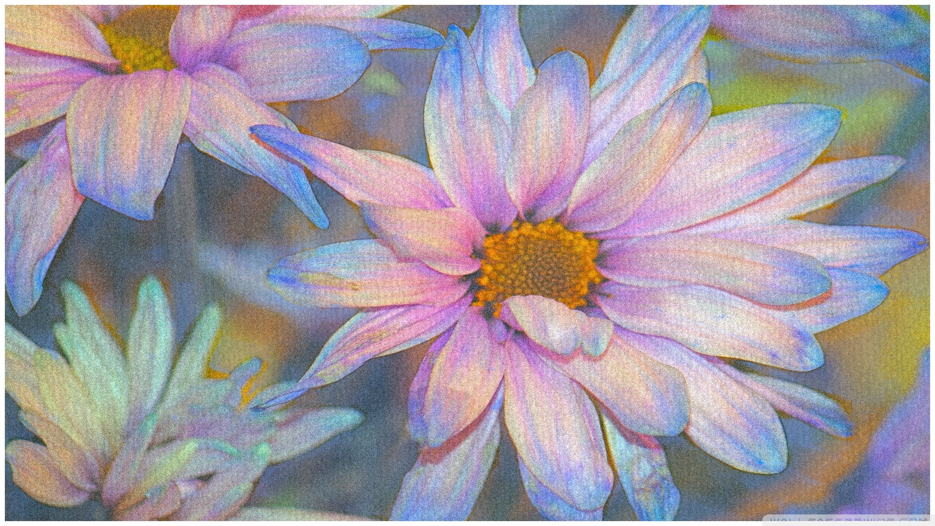 Margherite, Fiori, Pittura, Lilla, Full HD, sfondo Windows 11