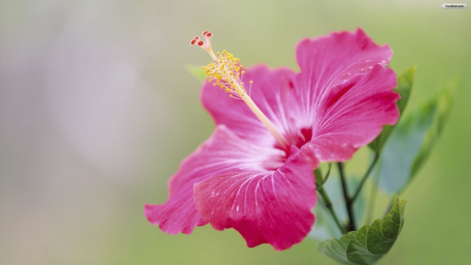 Ibisco rosa, Fiore, Macro, Sfondo verde, Primo piano, Full HD, wallpaper per PC