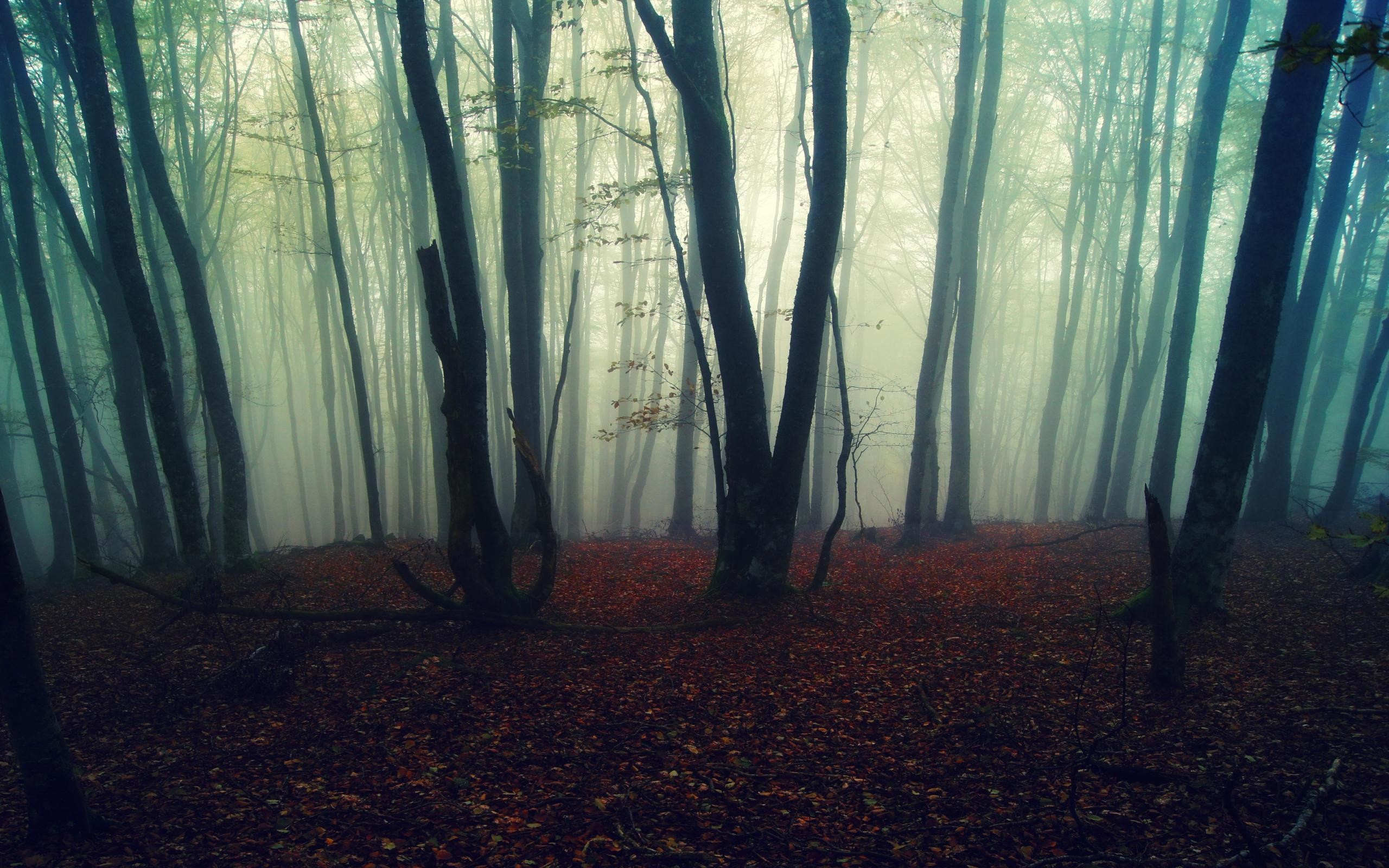 Bosco nebbioso, Foglie rosse, Autunno, 2560x1600, sfondo MacBook Pro