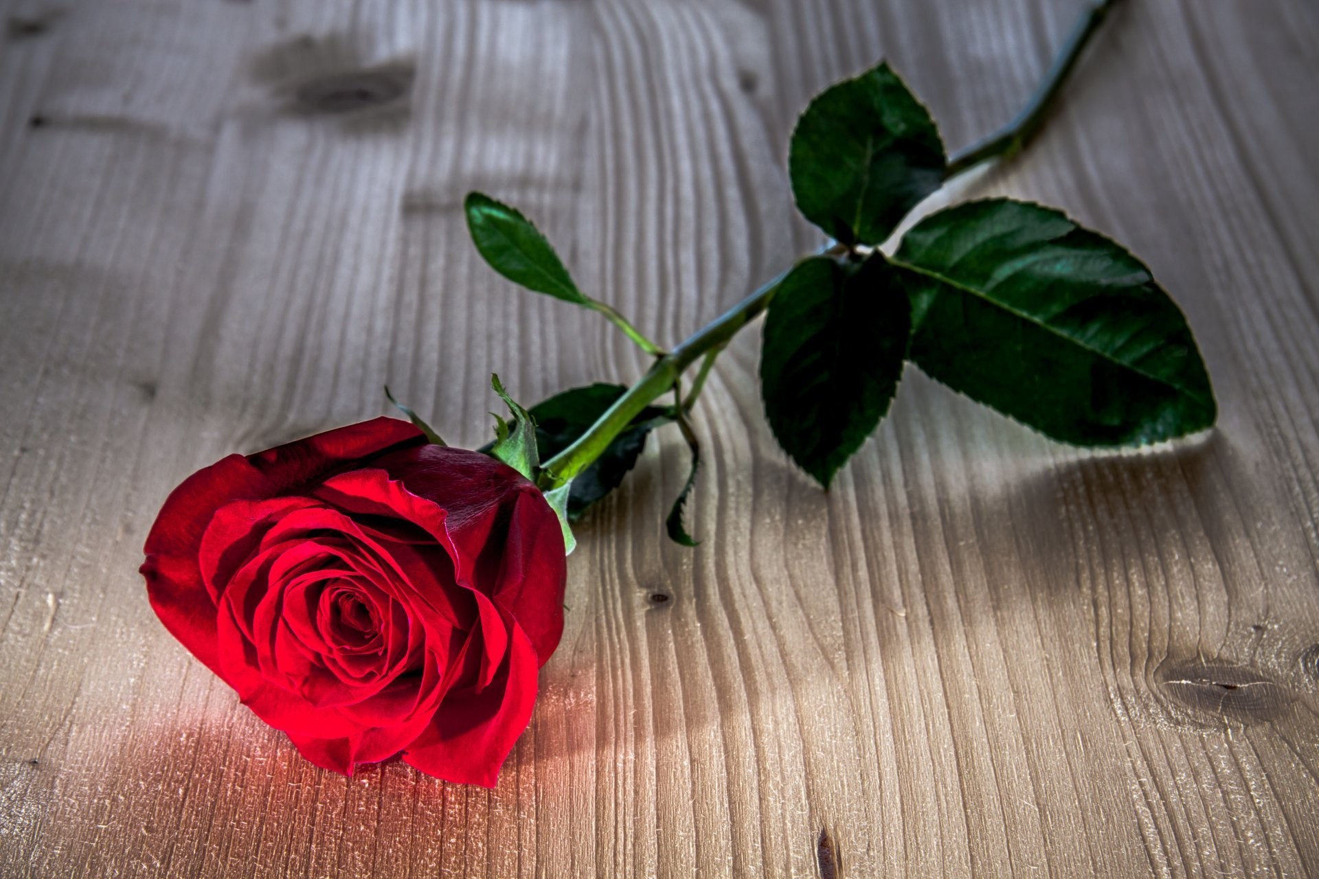 Rosa rossa, Legno, Gambo, Romantico, Full HD, sfondo per portatile