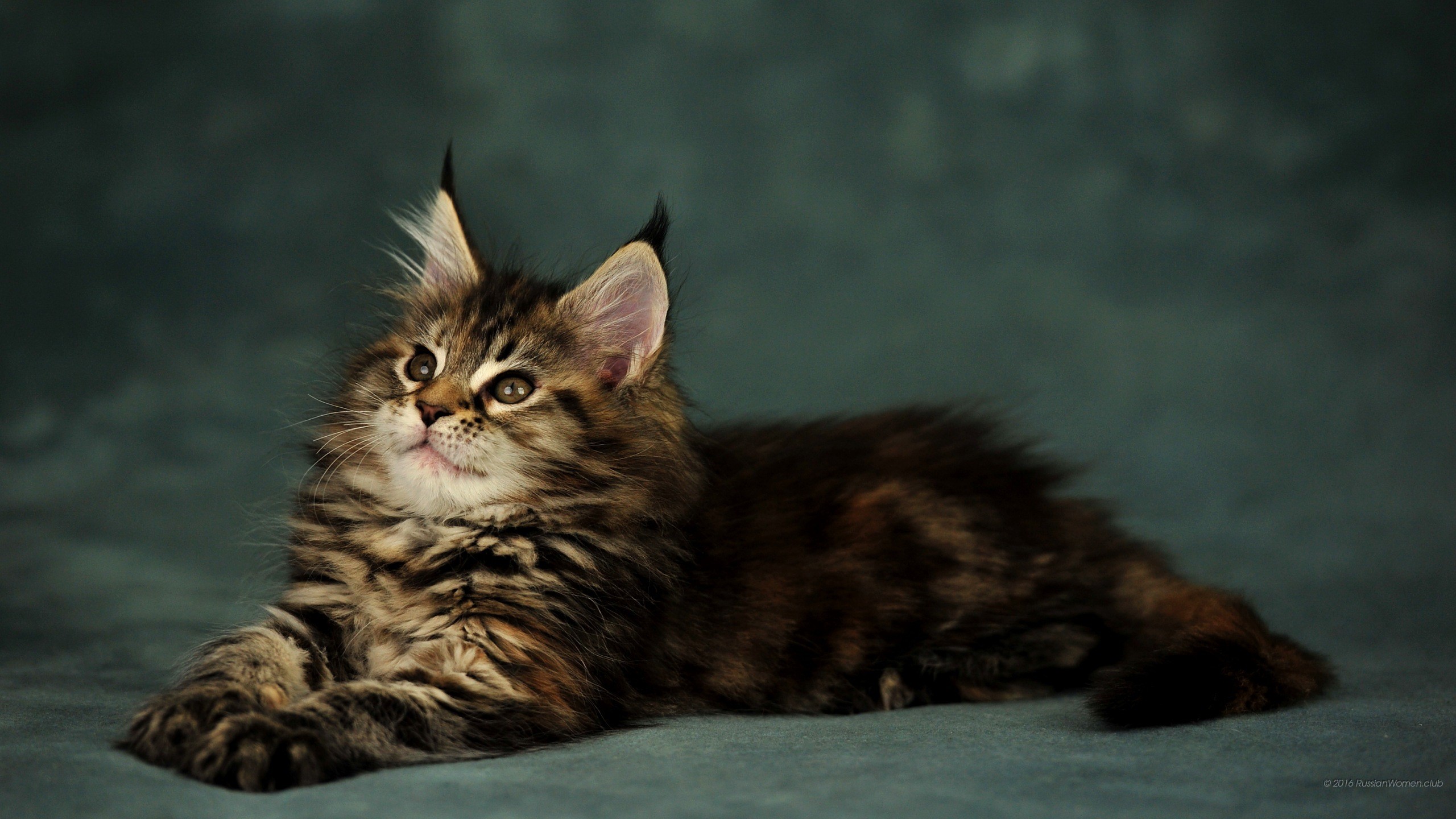 Gattino, Maine Coon, Gatto tigrato, Sfondo verde, 2K, wallpaper per computer
