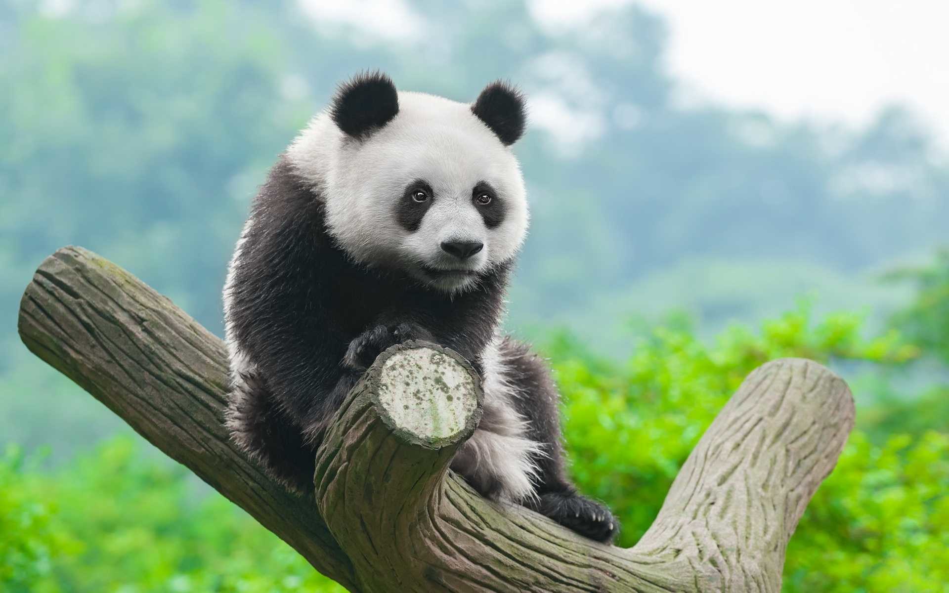 Cucciolo di panda, Tronco, Natura, 16:10 Full HD, wallpaper widescreen