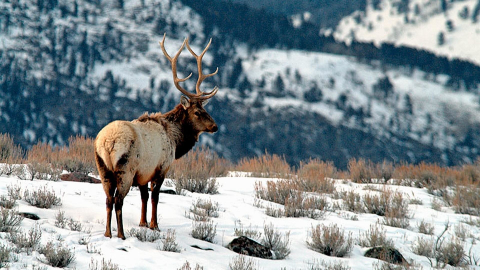 Wapiti, Cervo, Montagne, Neve, Full HD, sfondo per PC e portatile