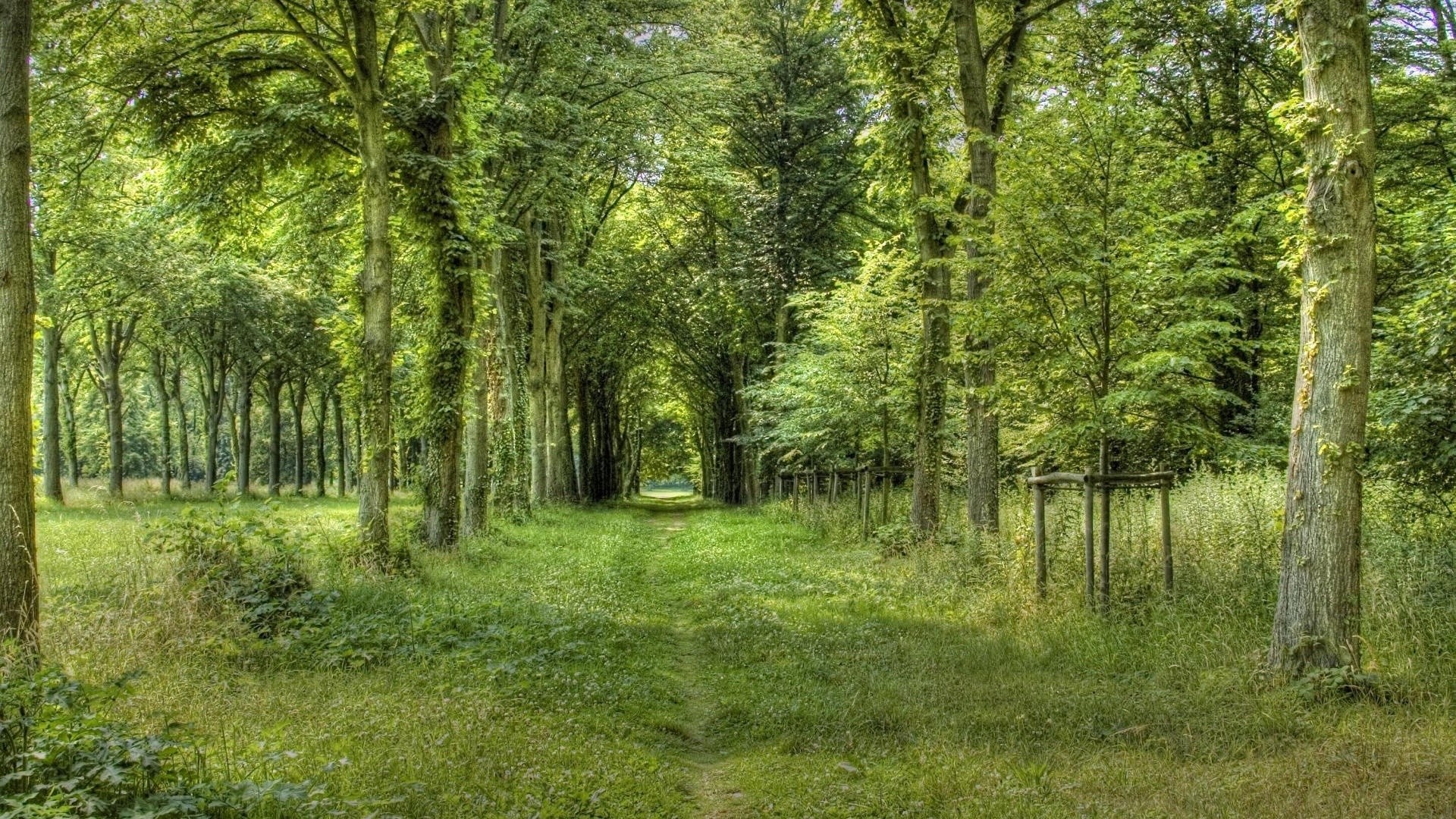 Foresta, Sentiero, Alberi, Verde, Full HD, sfondo per PC e portatile