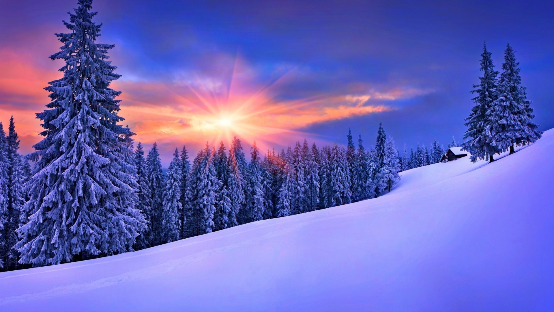 Abeti innevati, Tramonto, Collina, Cielo viola, 16:9 Full HD, sfondo widescreen