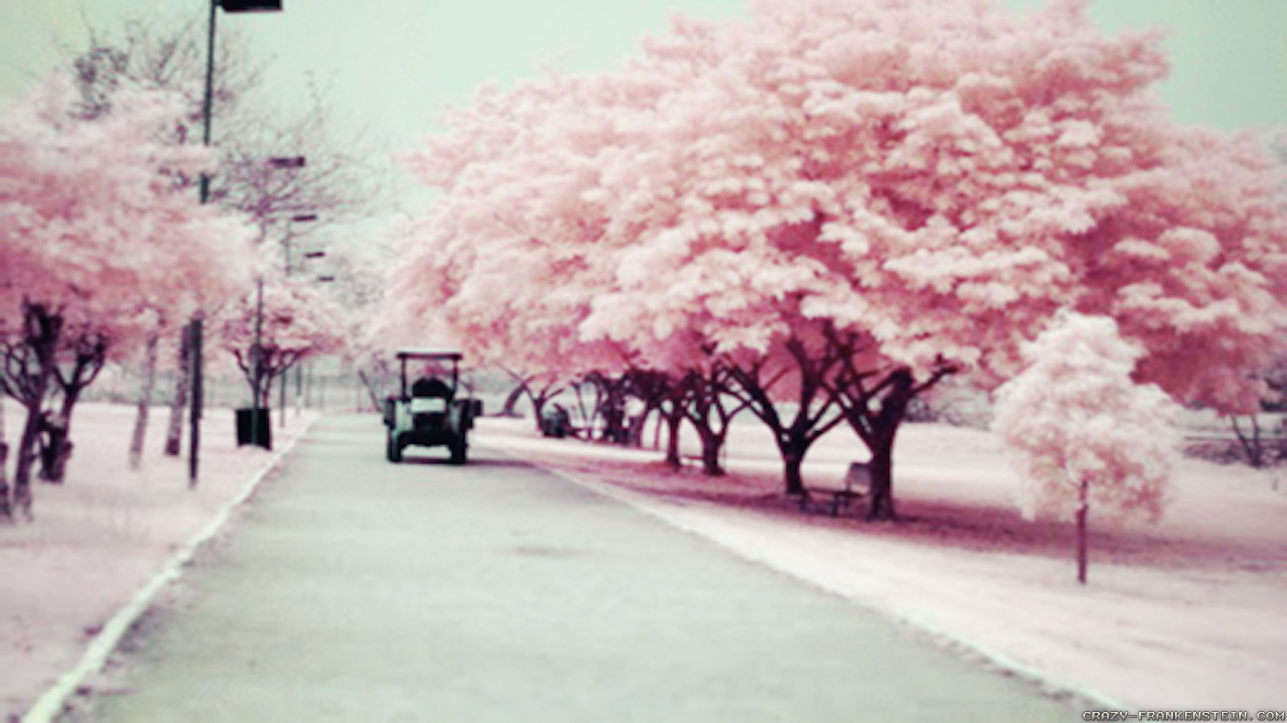 Alberi rosa, Viale, Infrarosso, Golf cart, 2K, sfondo per PC e portatile