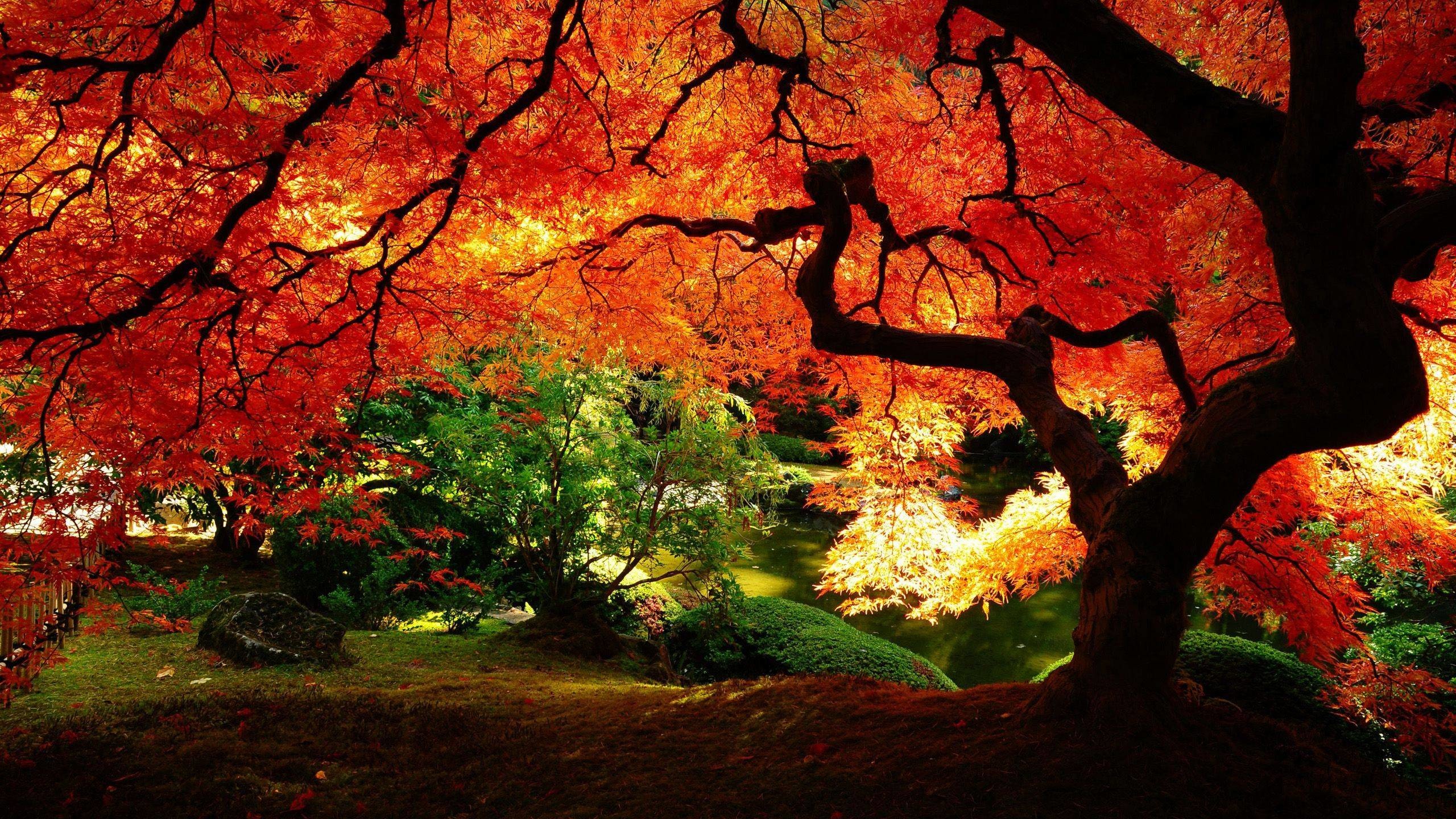 Acero giapponese, Giardino, Foglie rosse, 2560x1440, immagine di sfondo