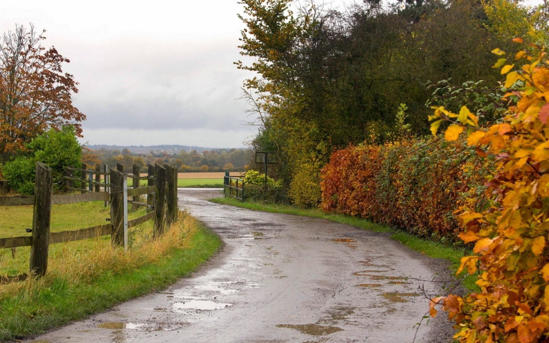 Strada di campagna, Alberi, Siepe, Steccato, Autunno, 16:10 Full HD, sfondo widescreen