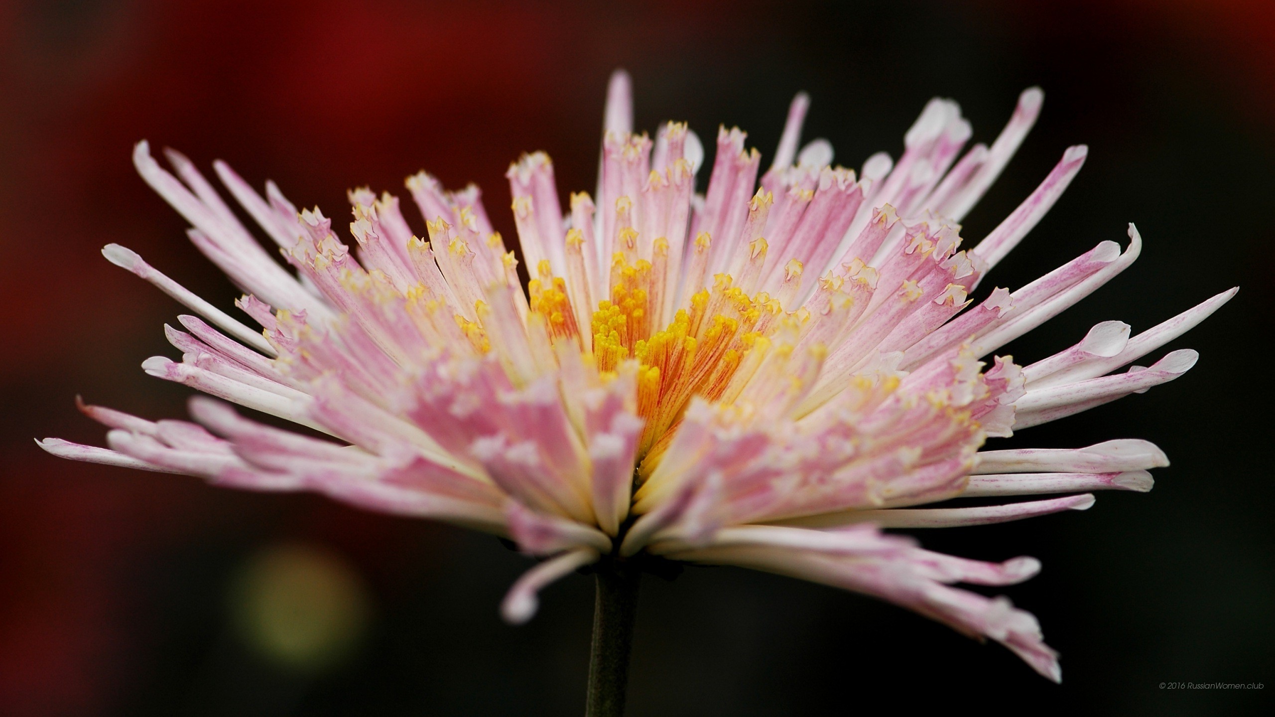 Crisantemo, Fiore rosa, Macro, sfondo 2K per computer
