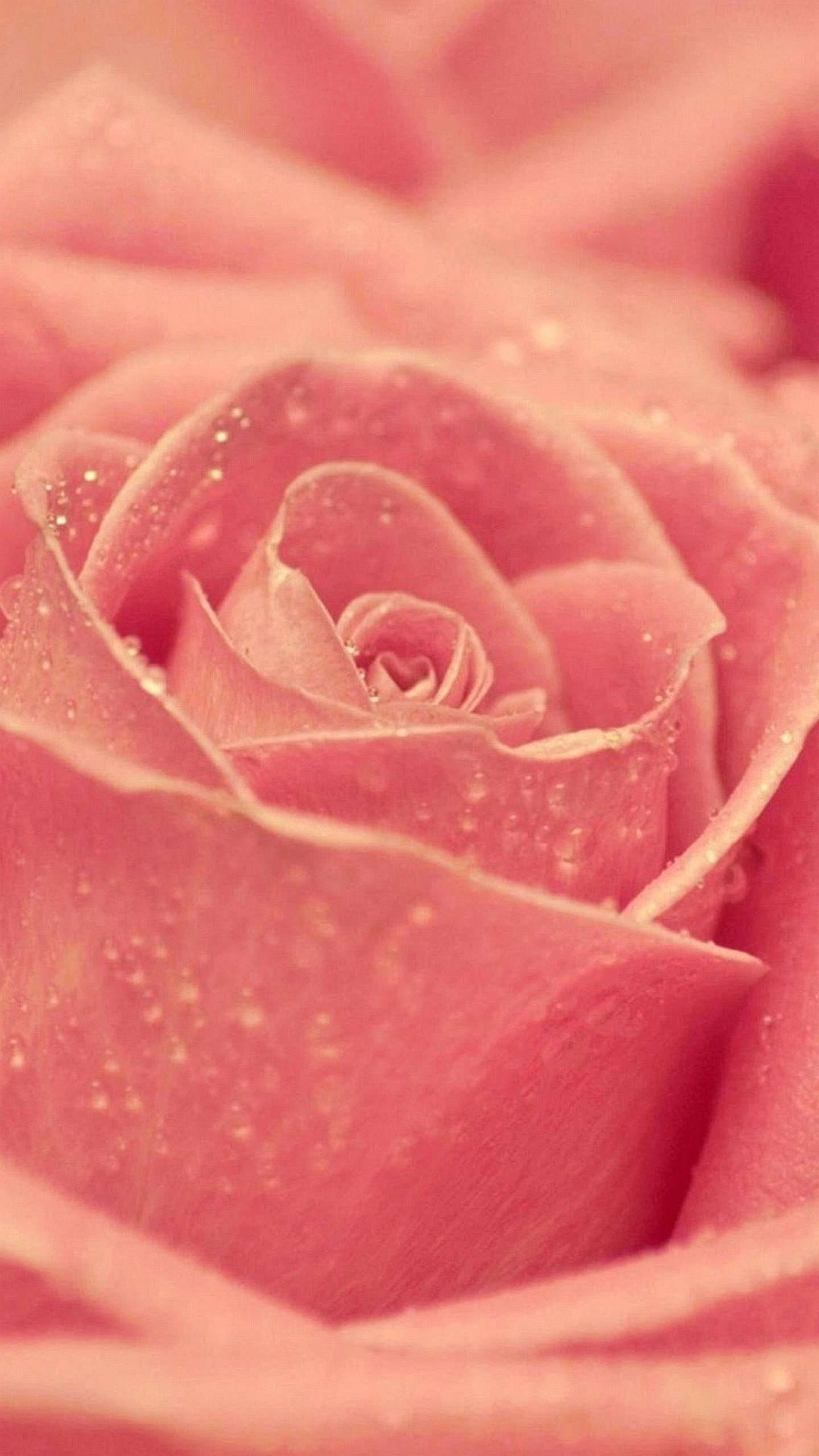Rosa, Rosa salmone, Gocce d'acqua, Macro, wallpaper iPhone