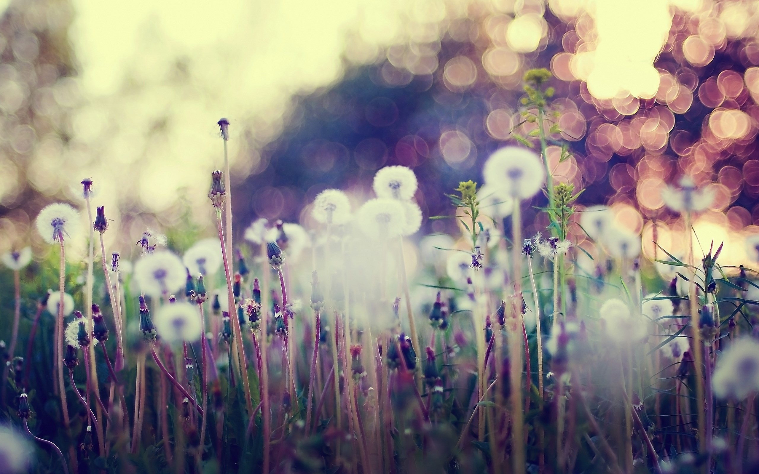 Soffioni, Prato, Bokeh, Effetto retrò, 2560x1600, sfondo per PC