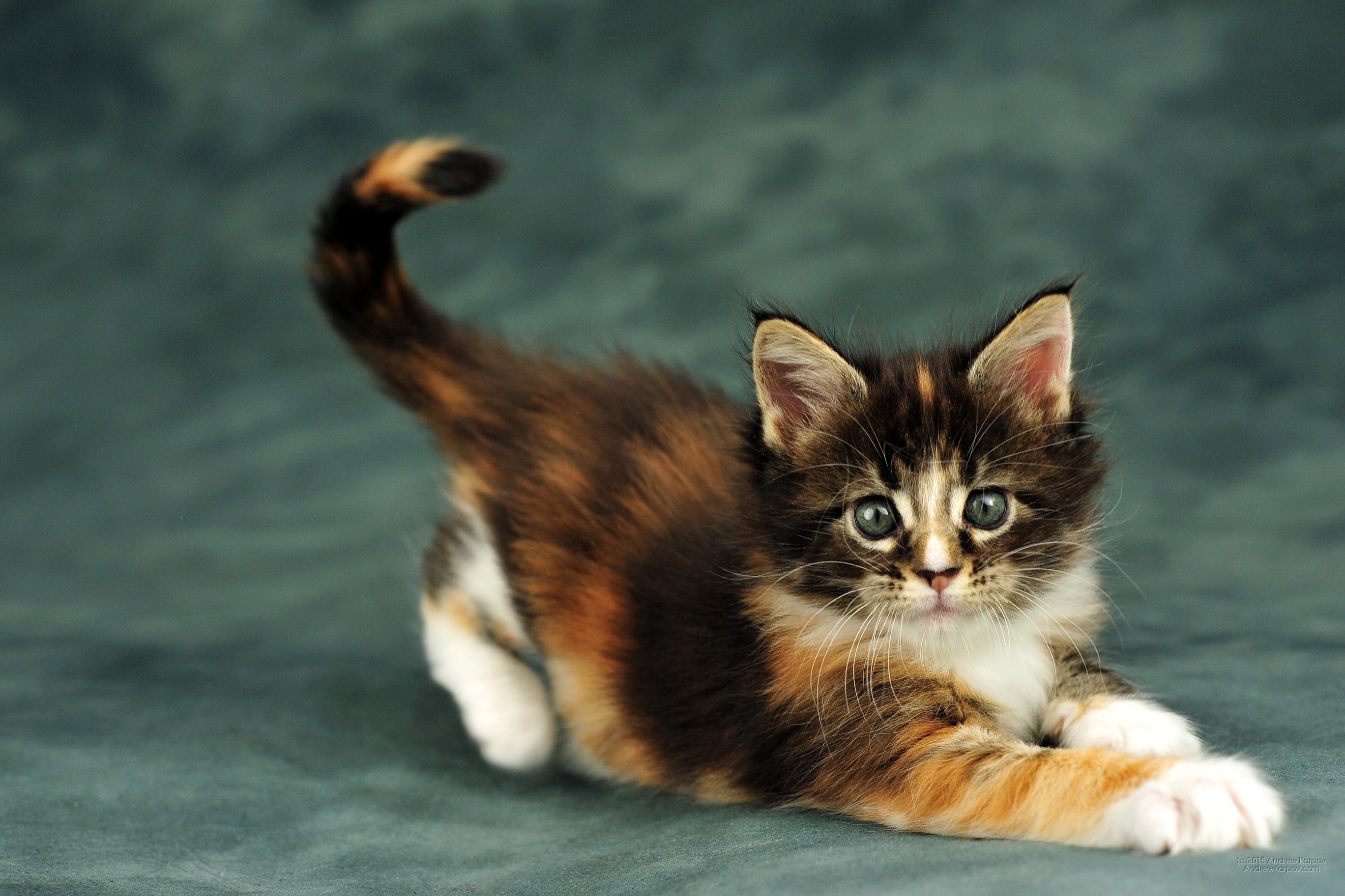 Gattino, Gatto calico, Ritratto, 2K, wallpaper desktop