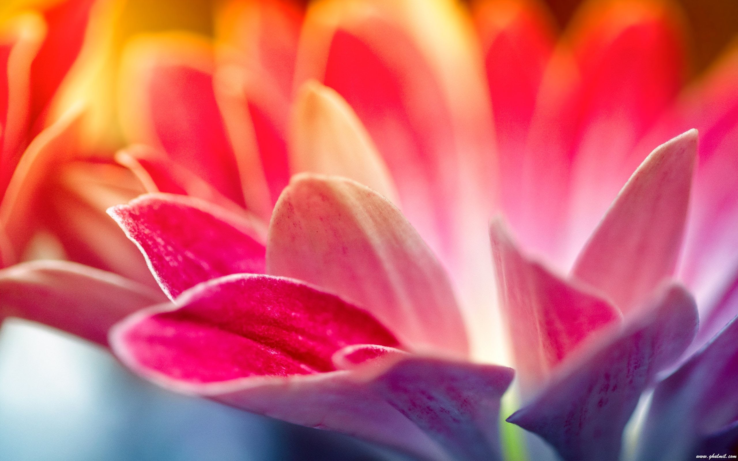 Gerbera, Petali, Macro, Rosa, 16:10 2K, sfondo widescreen