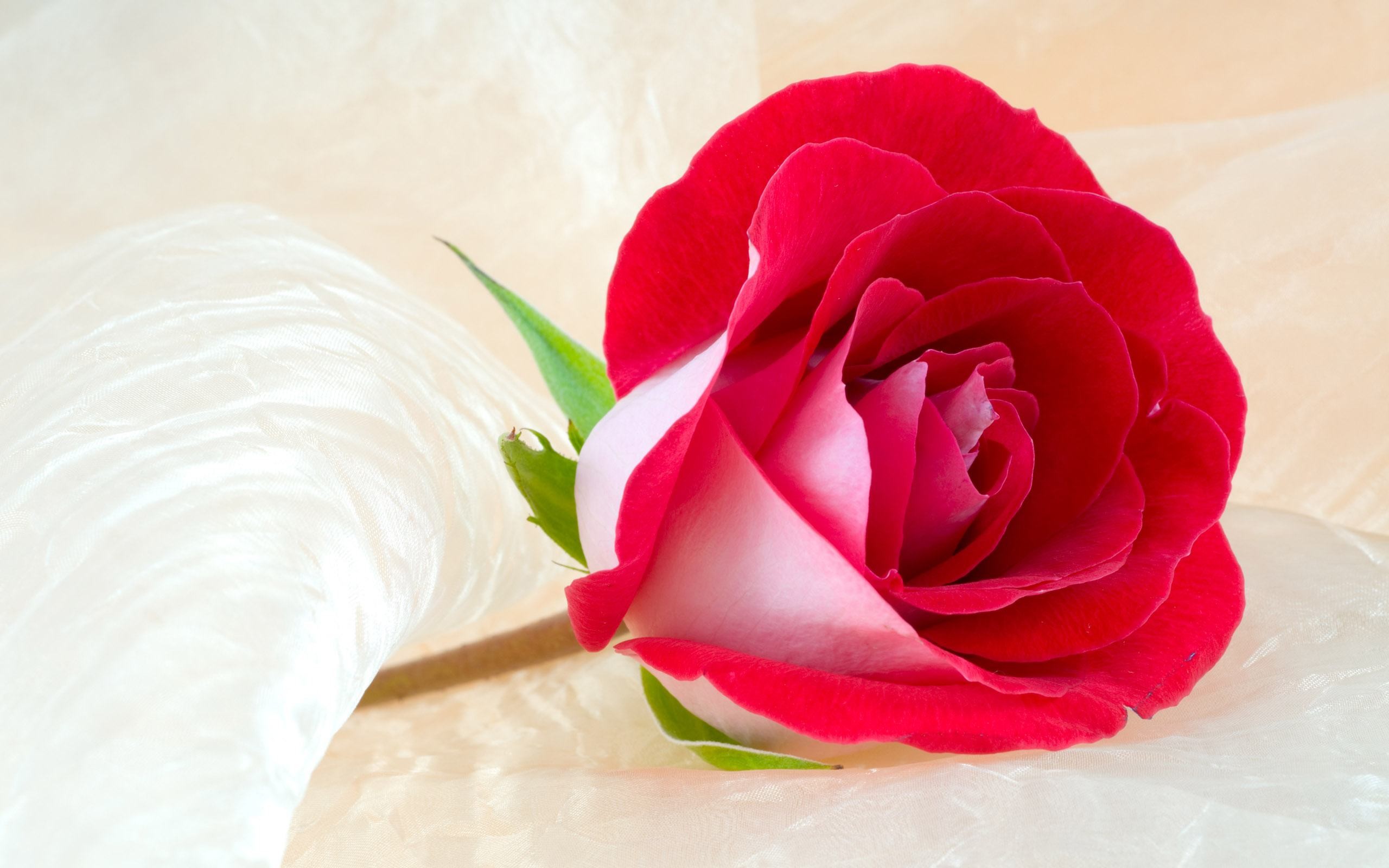 Rosa rossa e bianca, Seta bianca, Fiore, 2K, sfondo per PC e portatile