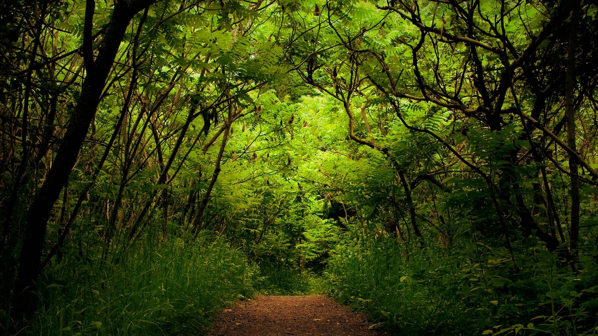 Sentiero, Giungla, Alberi, Verde, 16:9 Full HD, sfondo widescreen