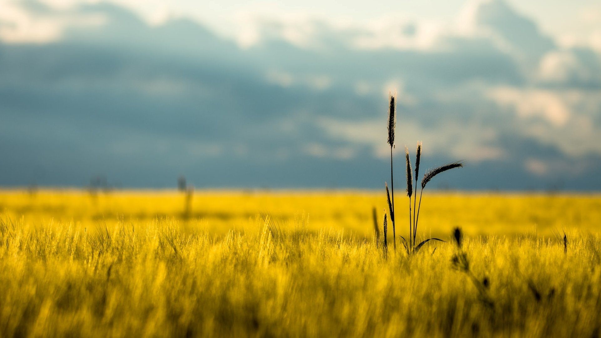 Campo di grano, Spighe, Cielo nuvoloso, Sfocatura, Full HD, sfondo per PC e portatile