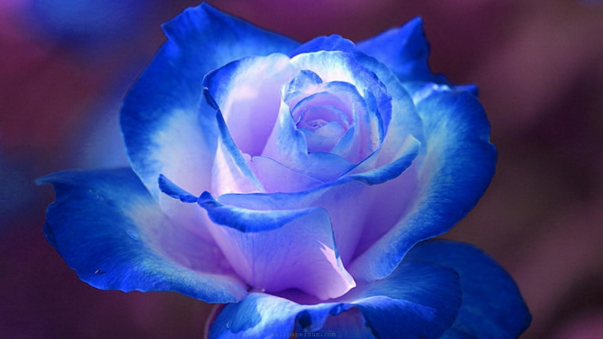 Rosa blu, Sfondo viola, Fiore, Full HD, wallpaper per portatile