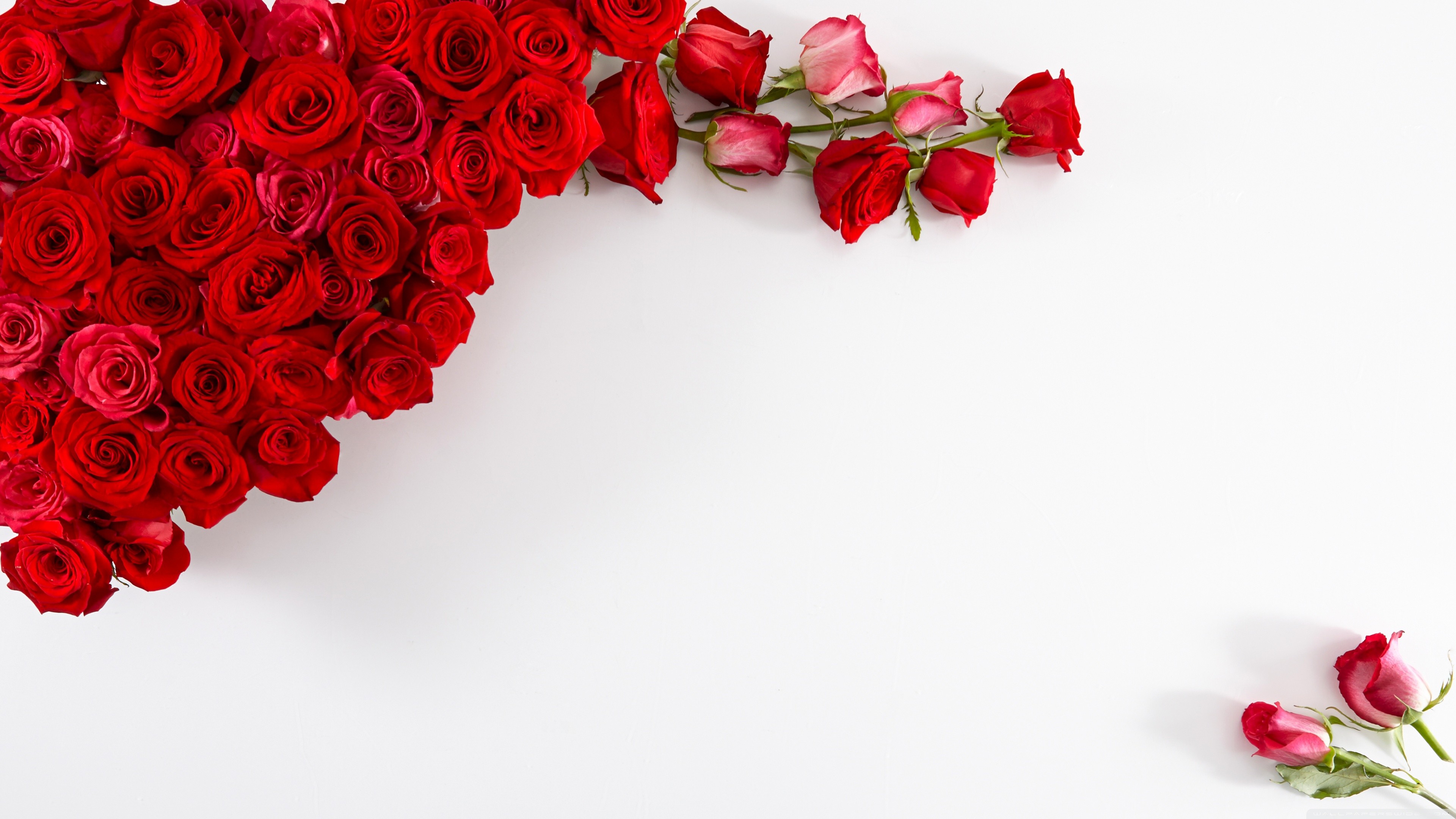 Rose rosse, Sfondo bianco, Fiori, Composizione, 4K, wallpaper per computer