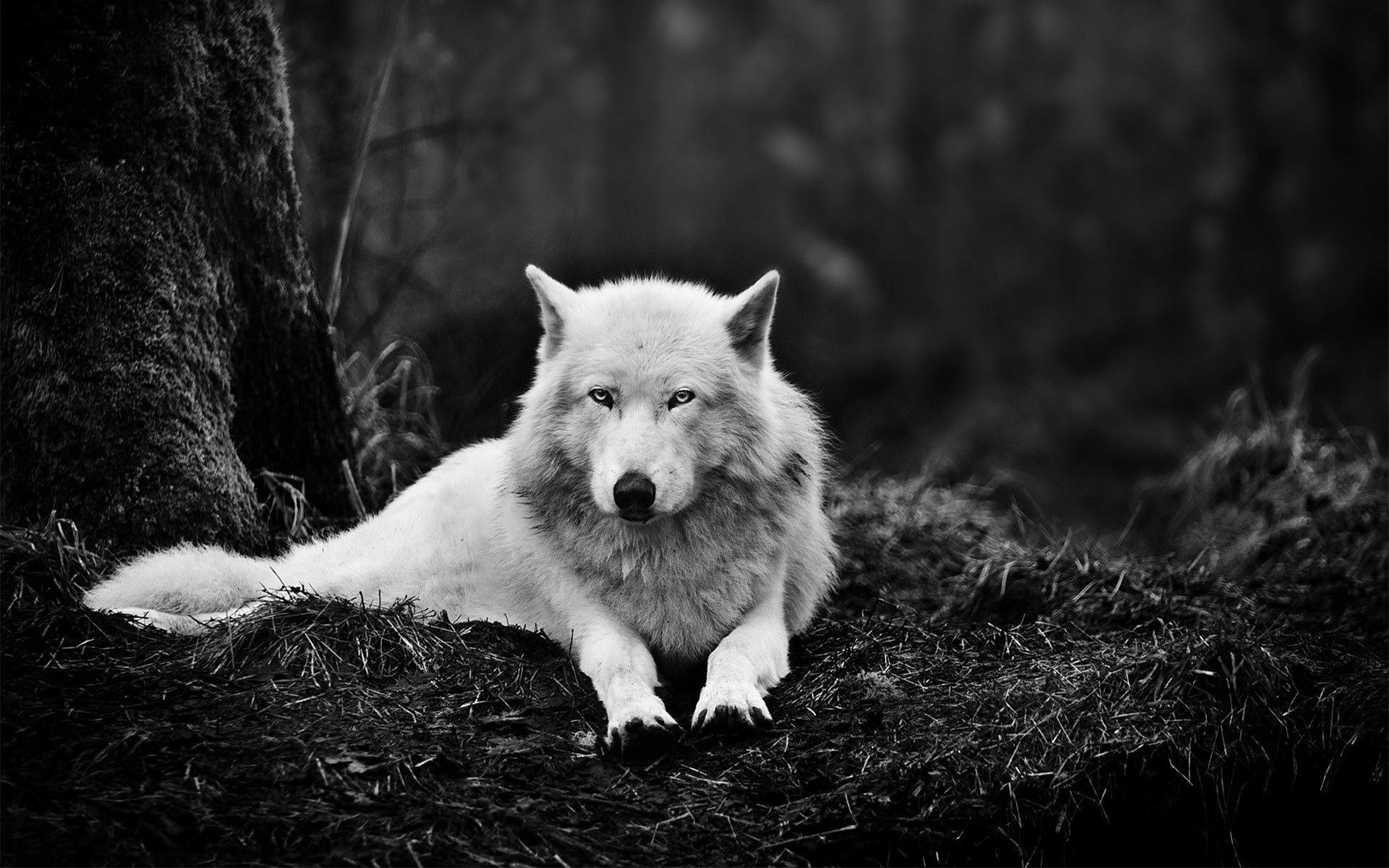 Lupo bianco, Bosco, Bianco e nero, Animale selvatico, 1920x1200, sfondo per PC