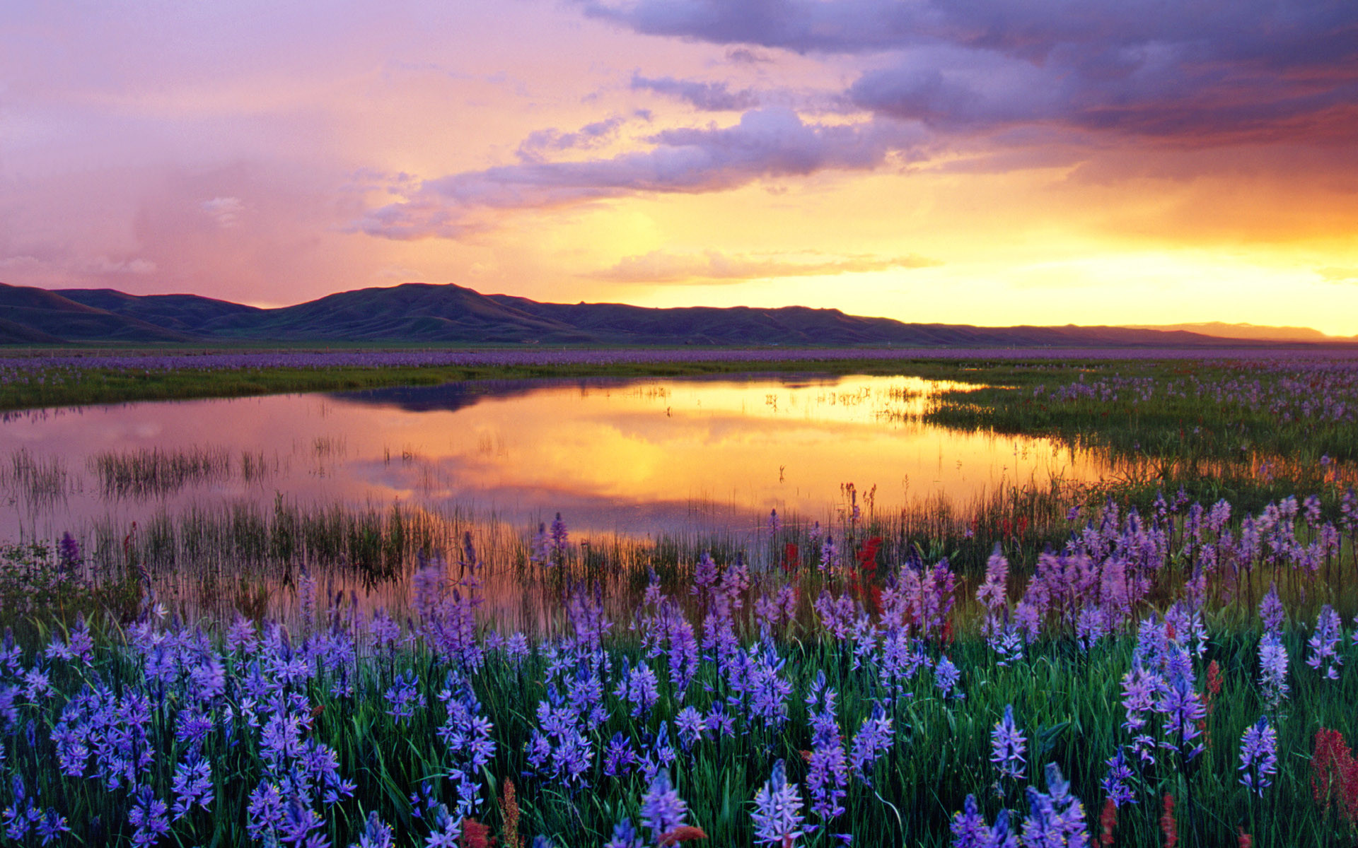 Camas Prairie at Sunset, Idaho, USA, wallpaper Windows 10
