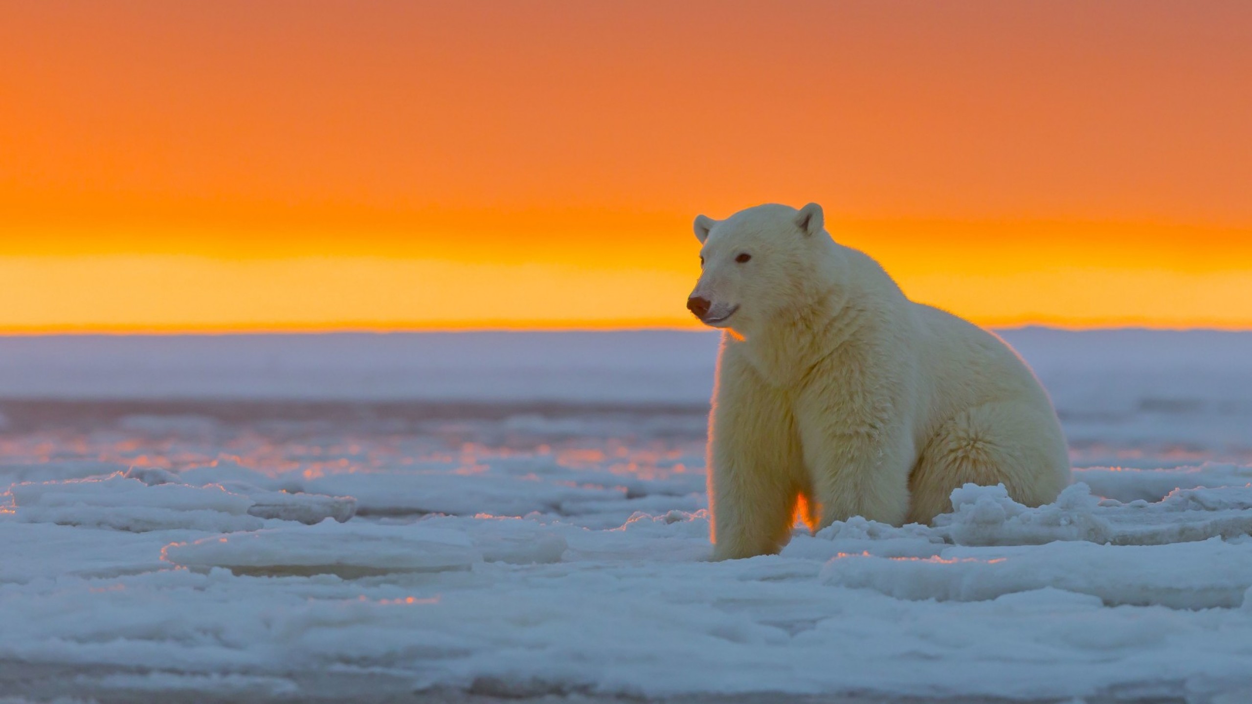 Orso polare, Tramonto, Ghiaccio, Cielo arancione, 2K, sfondo desktop