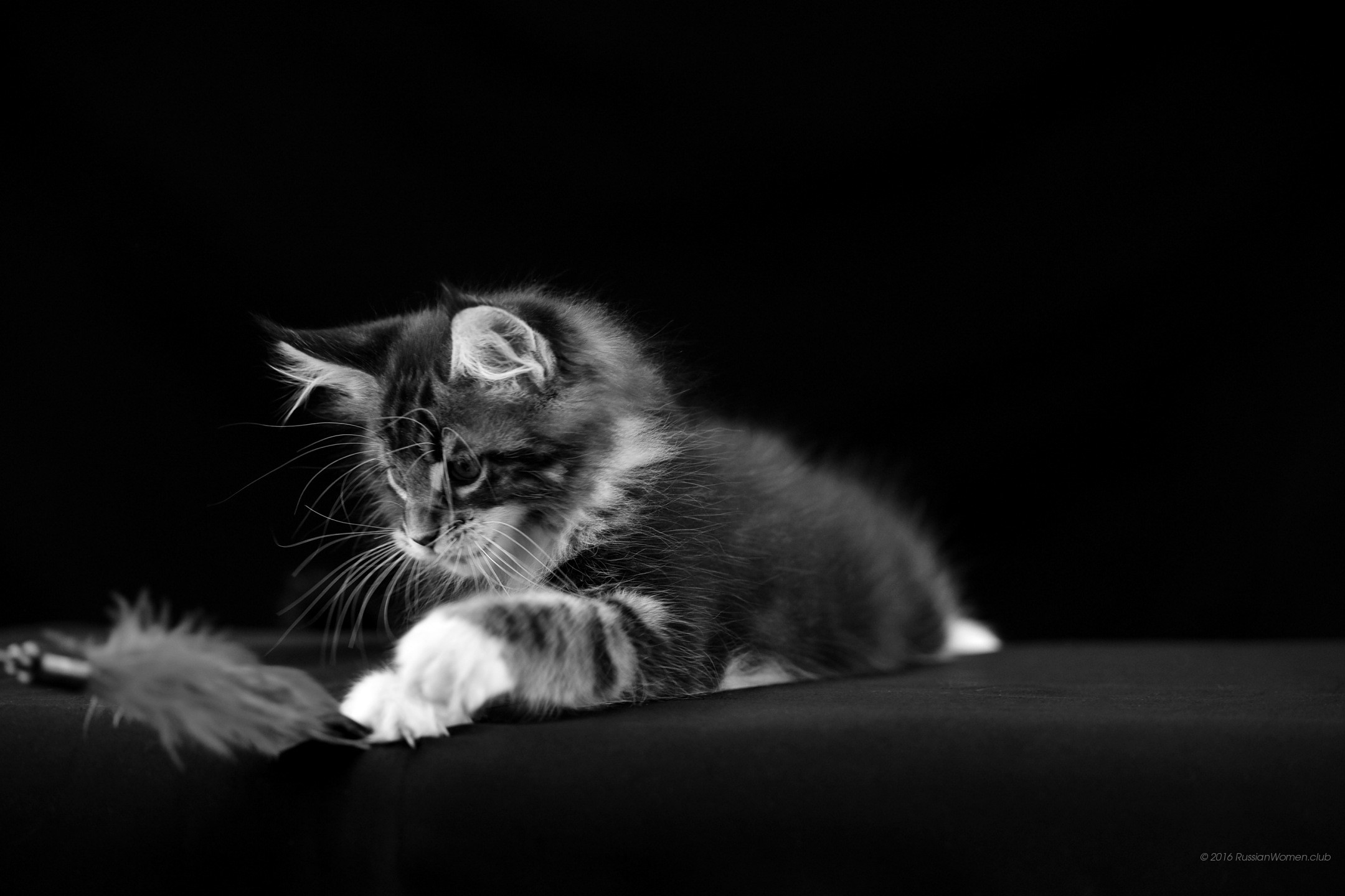 Gattino, Bianco e nero, Piuma, Full HD, sfondo desktop
