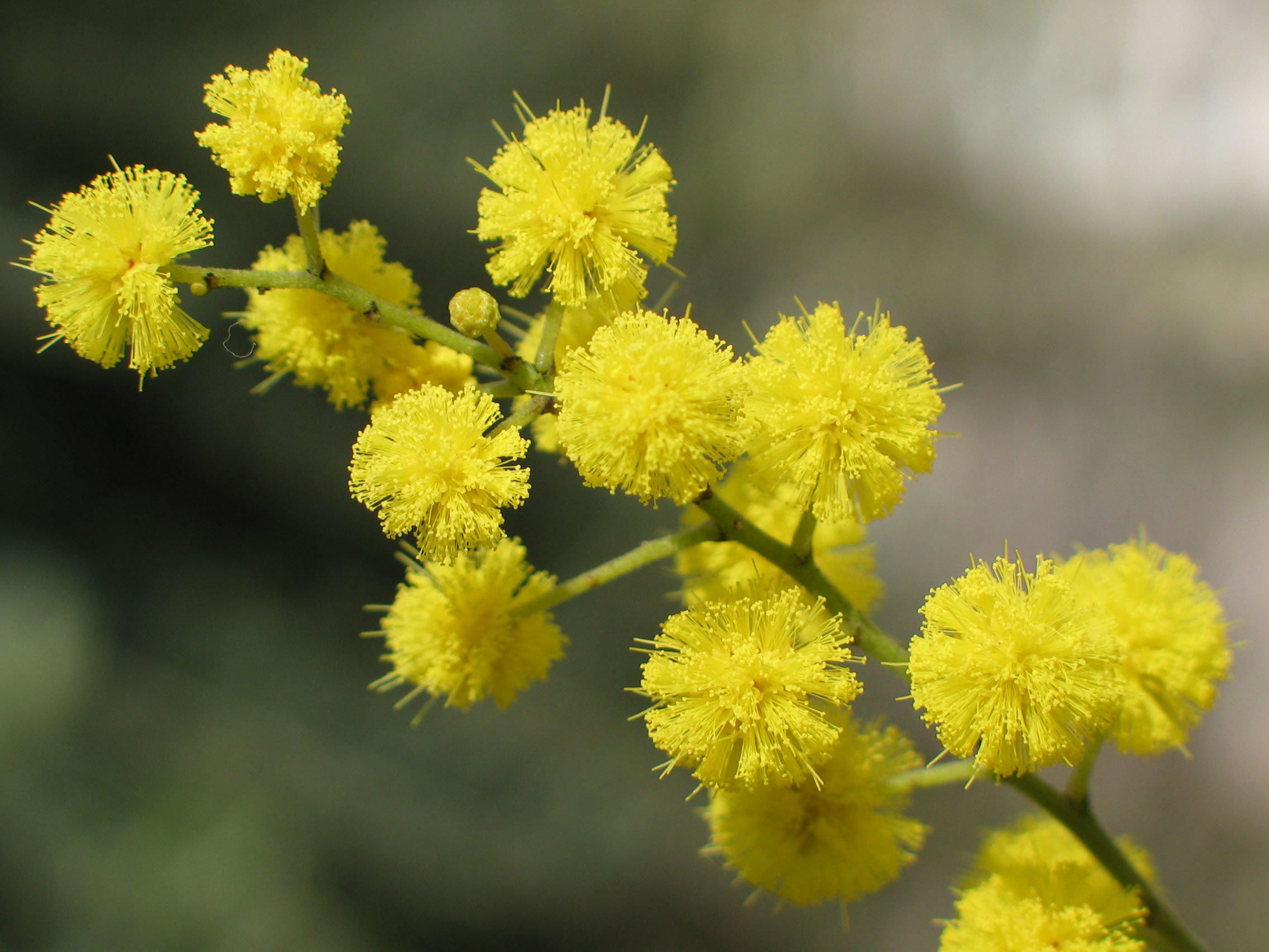 Mimosa, Fiori gialli, Macro, Primavera, sfondo per iPad e tablet