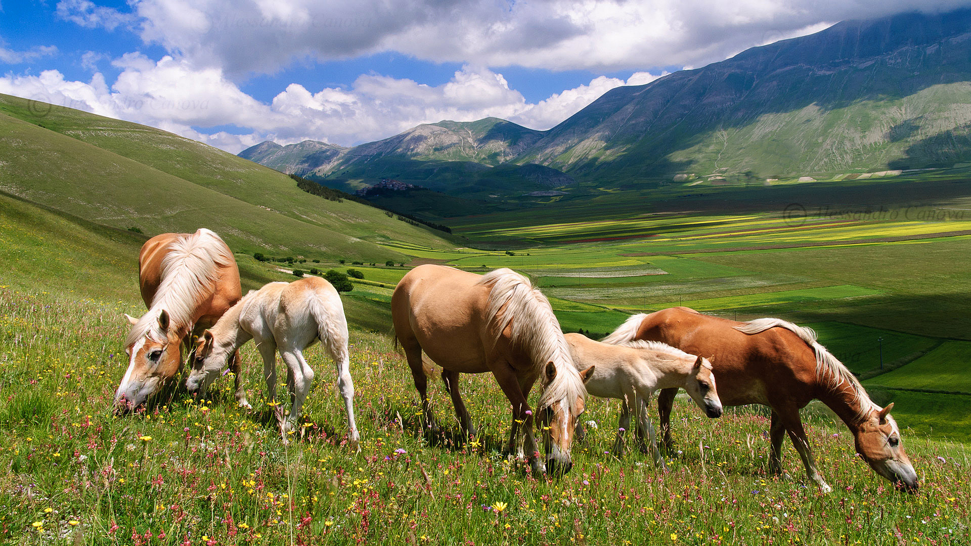 Cavalli Haflinger, Pascolo, Montagne, Prato, sfondo per desktop