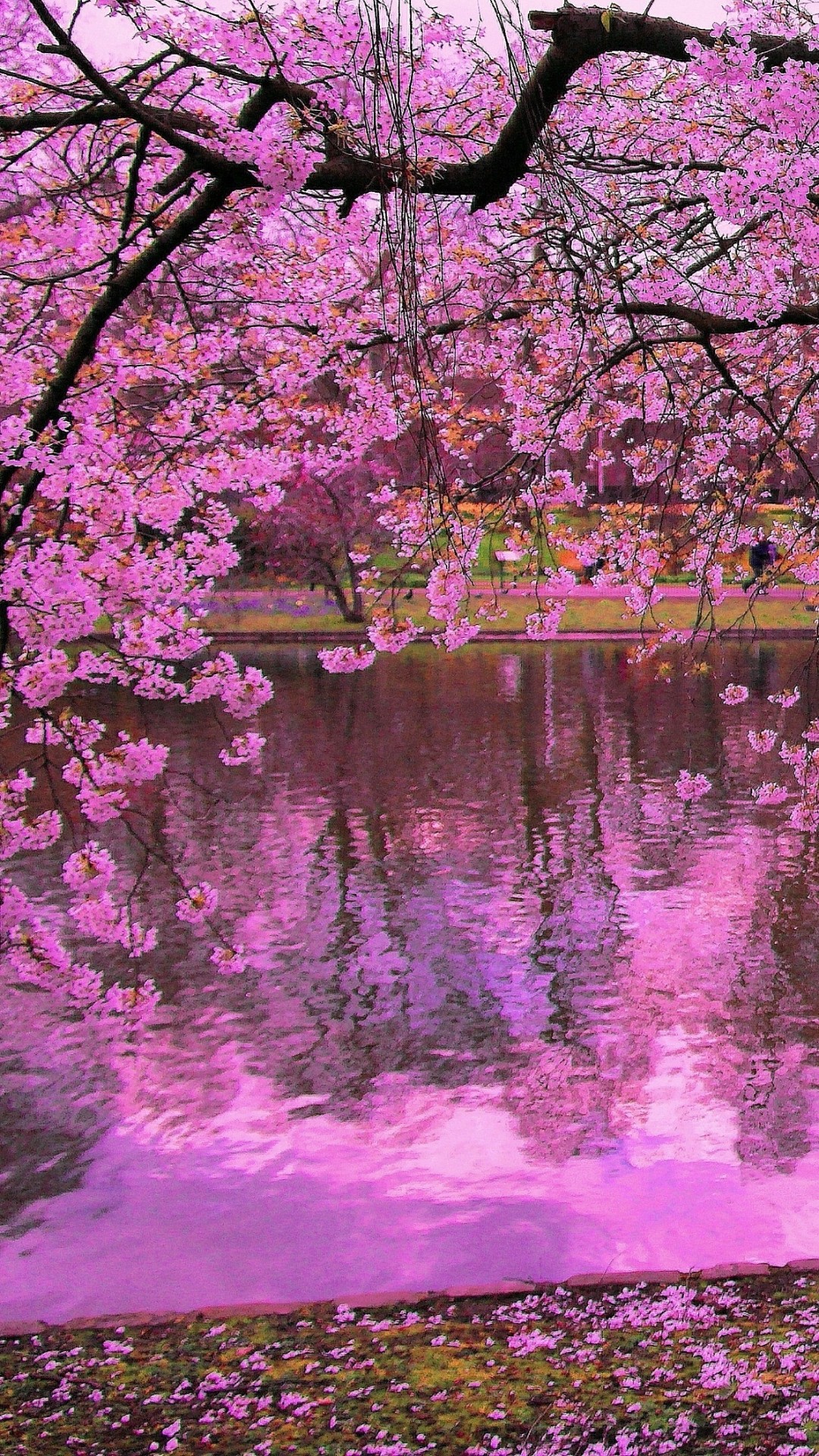 Ciliegi, Laghetto, Riflesso, Rosa, wallpaper per iPhone e Android