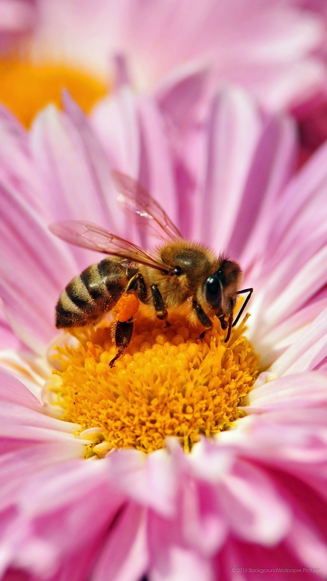 Ape, Crisantemo rosa, Impollinazione, Macro, Full HD, wallpaper per cellulare