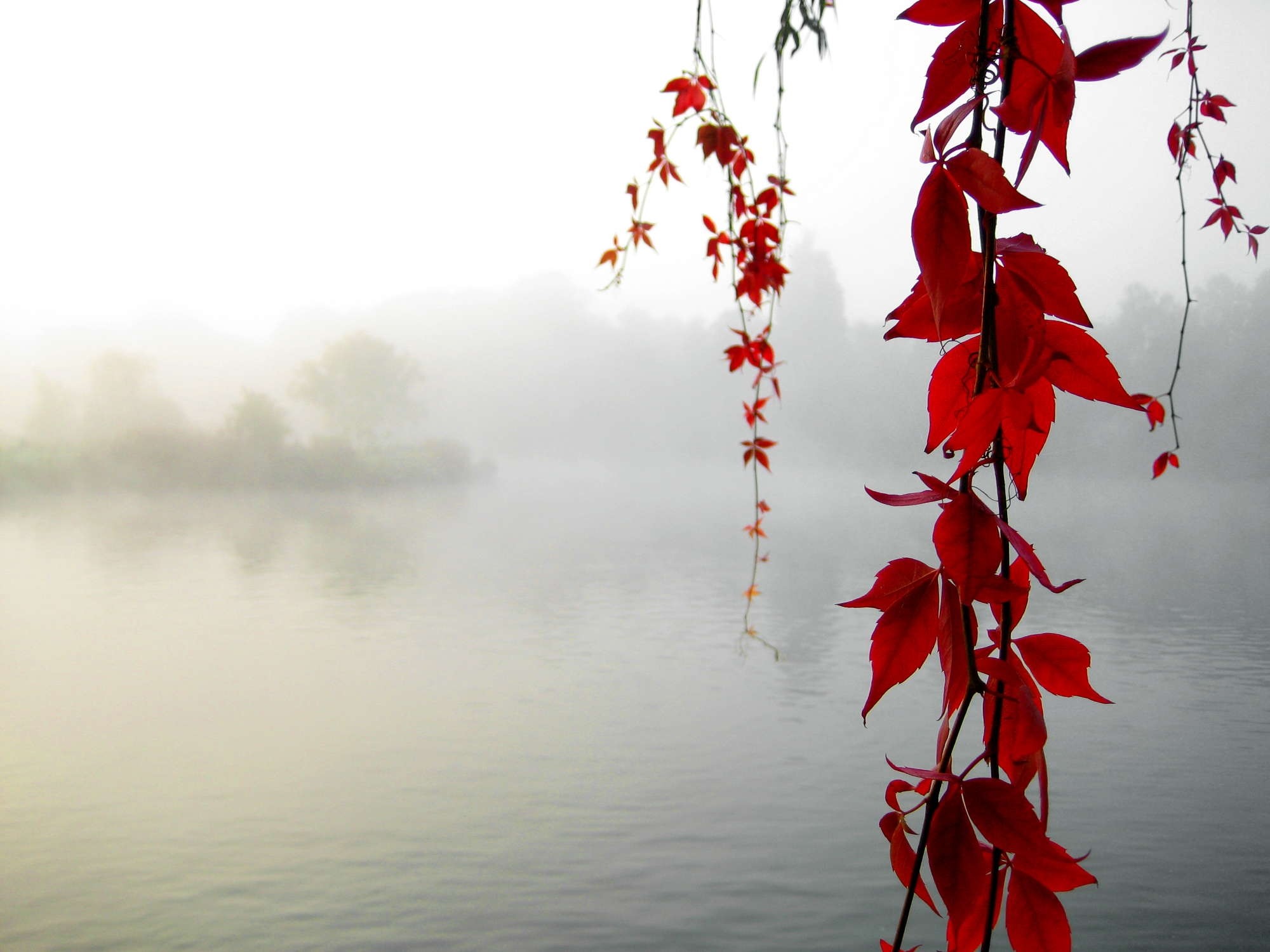 Vite americana, Foglie rosse, Nebbia, Lago, Autunno, sfondo desktop Windows 10