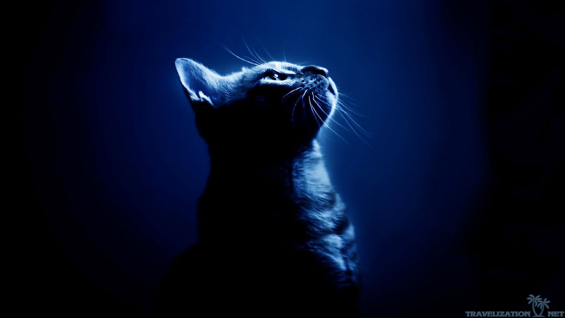 Gatto, Silhouette, Blu, Sfondo scuro, Full HD, wallpaper per computer