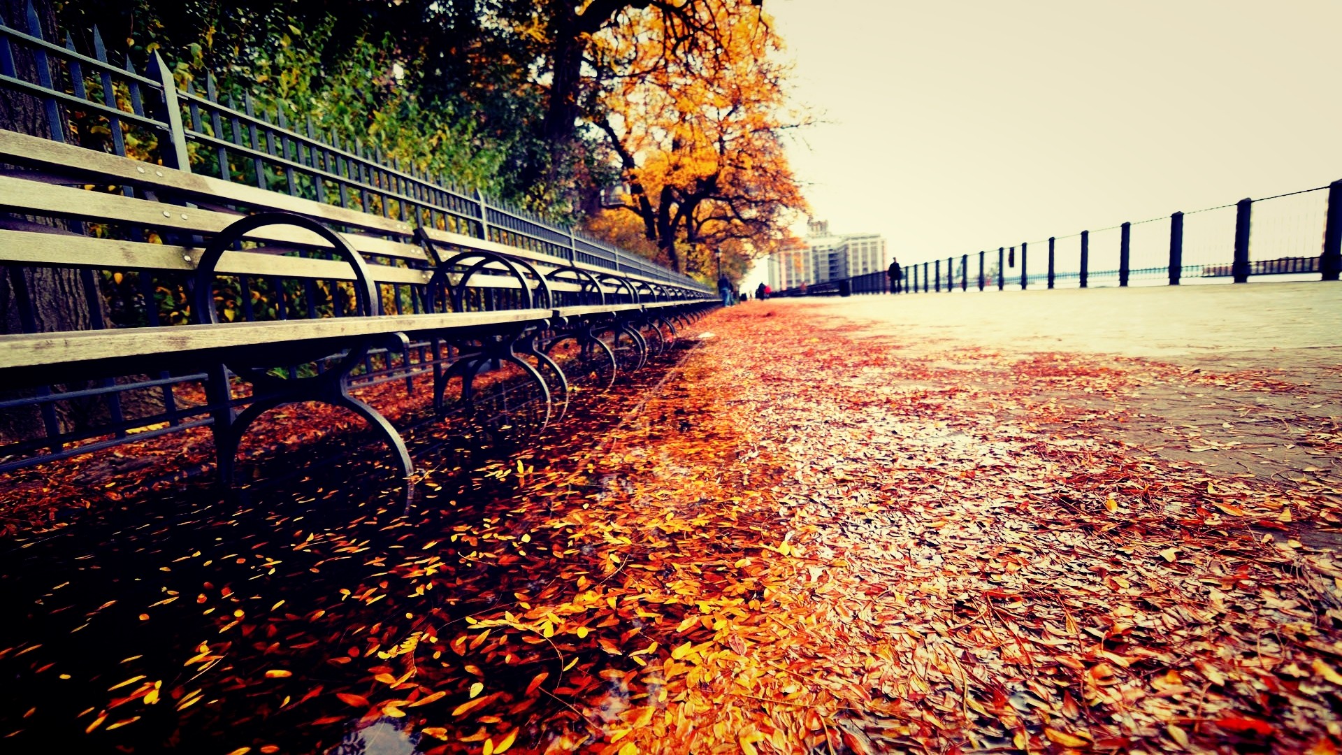 Panchine, Foglie autunnali, Viale, Autunno, sfondo PC