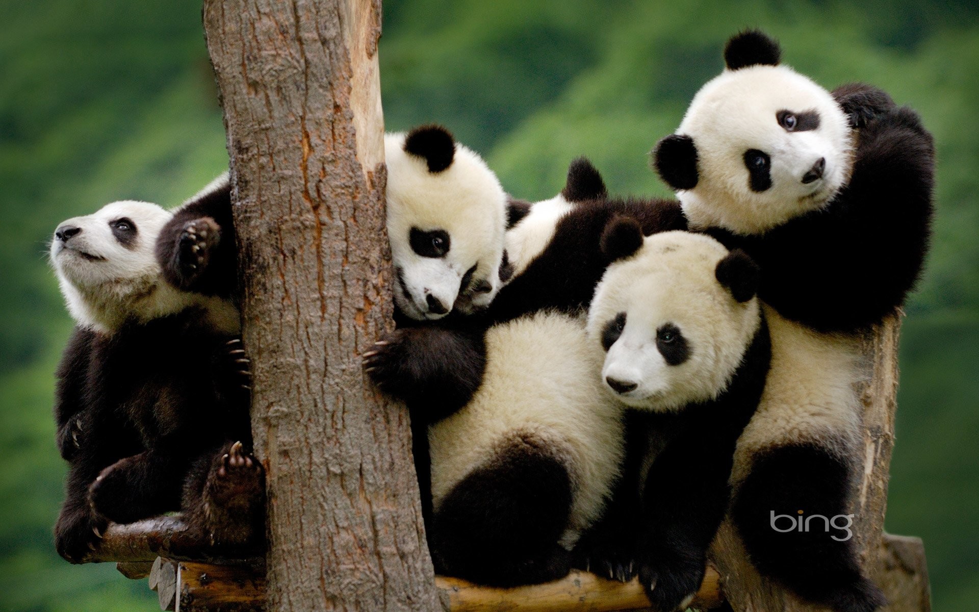Panda gigante, Cuccioli di panda, Albero, Gruppo, 1920x1200, sfondo per PC