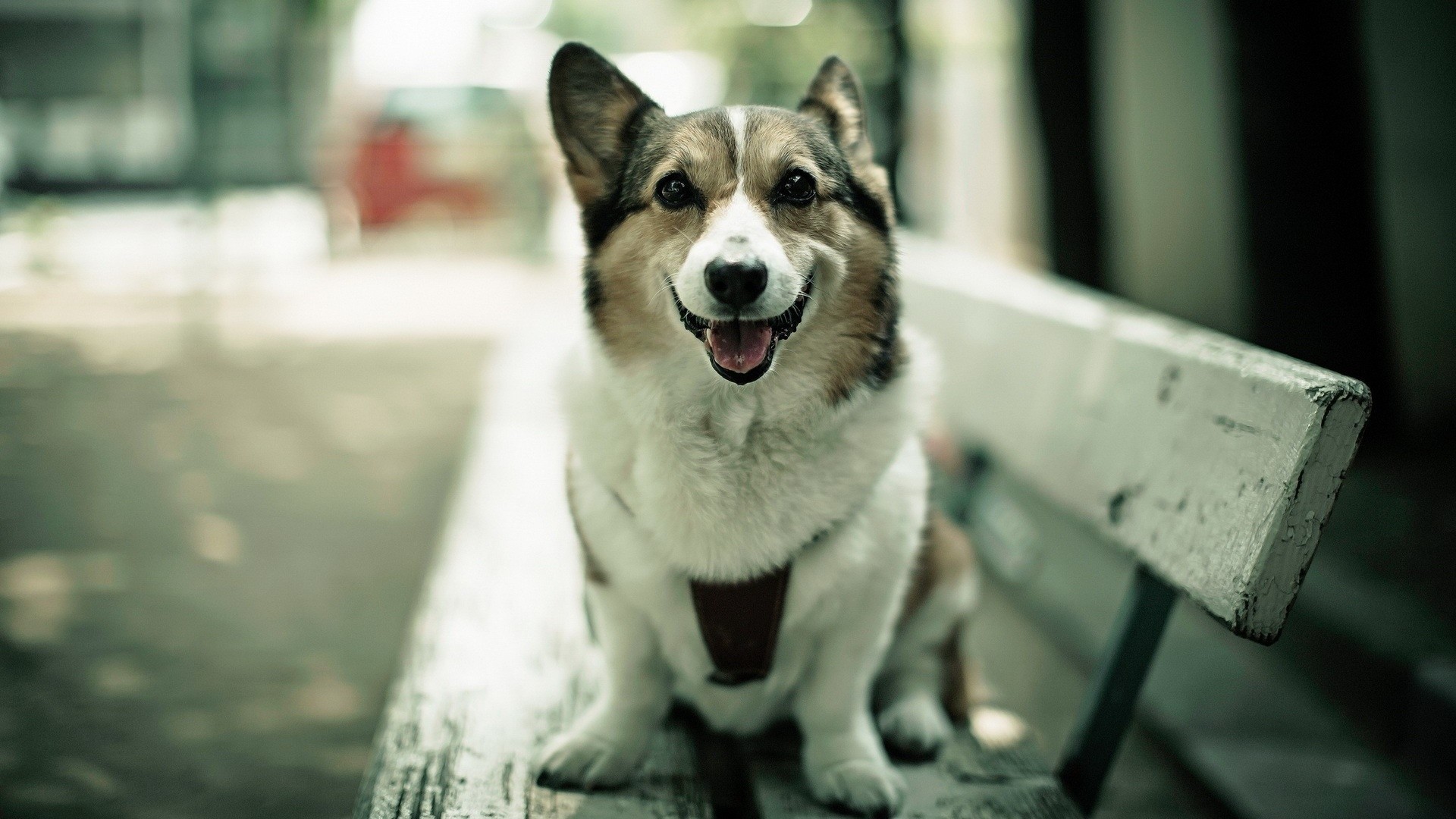 Corgi, Panchina, Sorriso, 1920x1080, immagine di sfondo