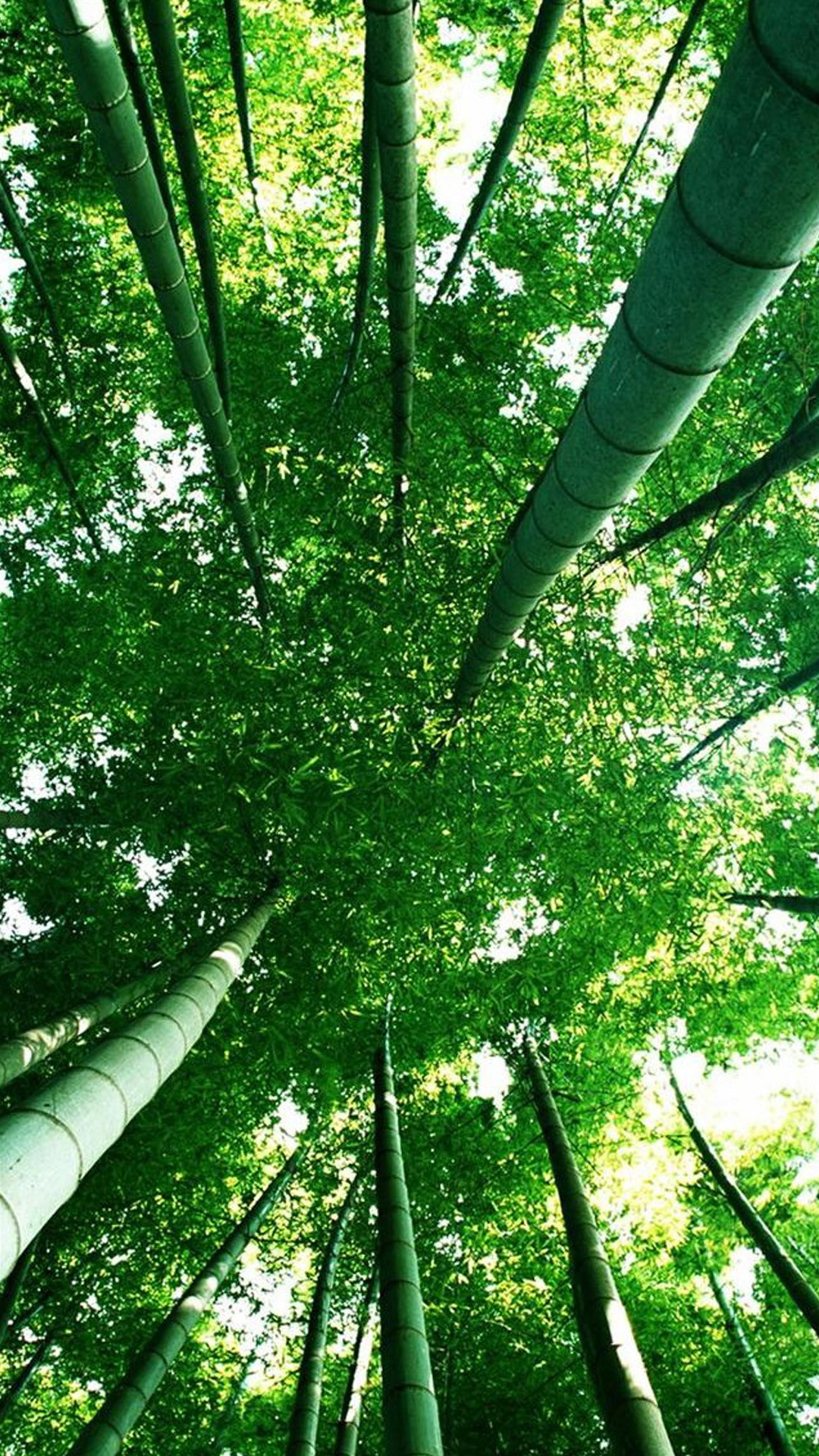 Foresta di bambù, Vista dal basso, Natura, Full HD, sfondo per iPhone e Android