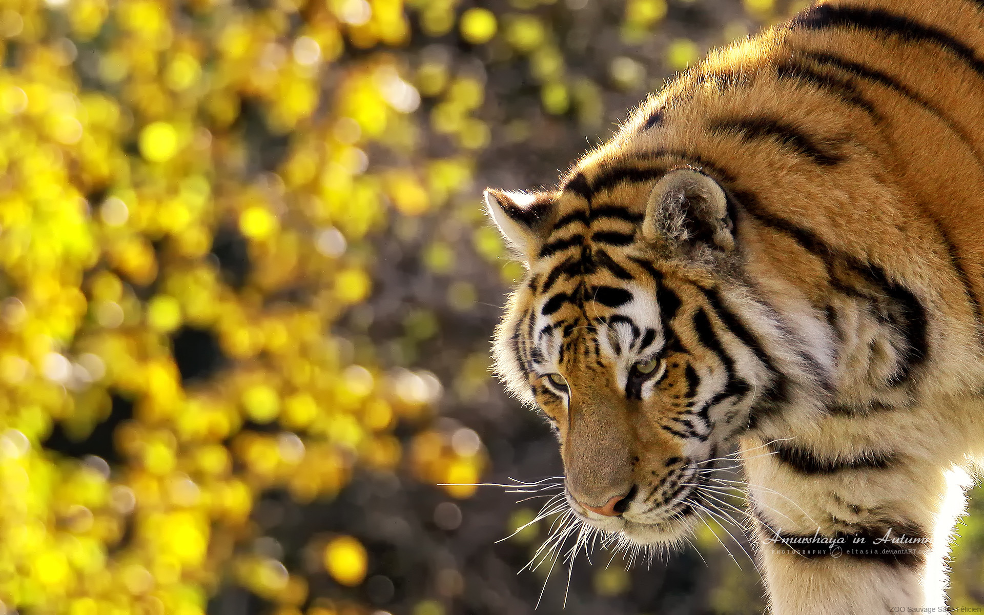 Tigre, Bokeh, Fiori gialli, Profilo, 1920x1200, immagine di sfondo