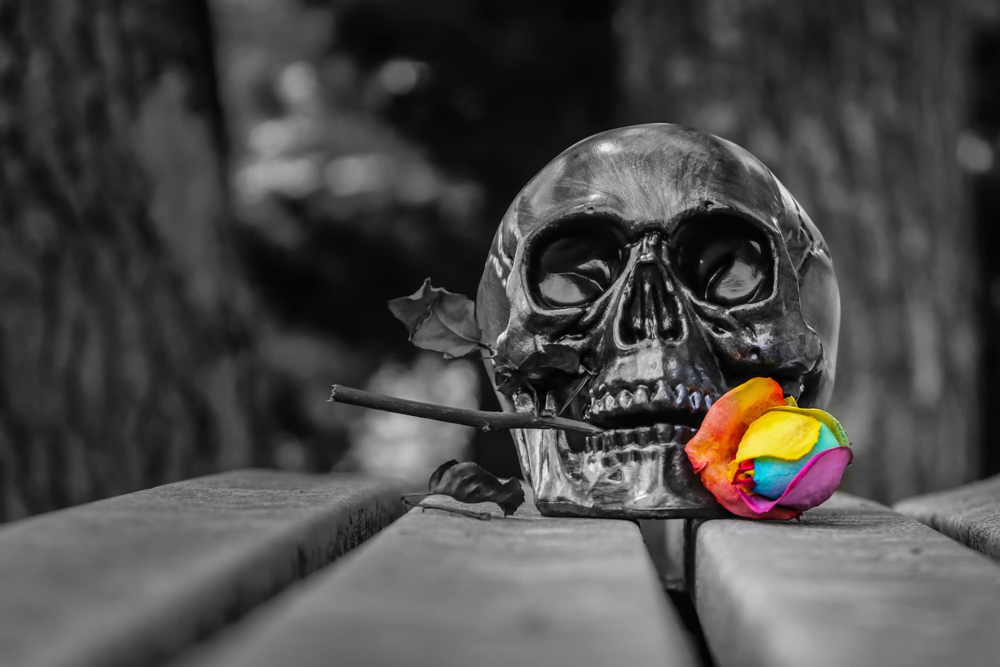 Teschio, Rosa arcobaleno, Bianco e nero, Full HD, sfondo per portatile