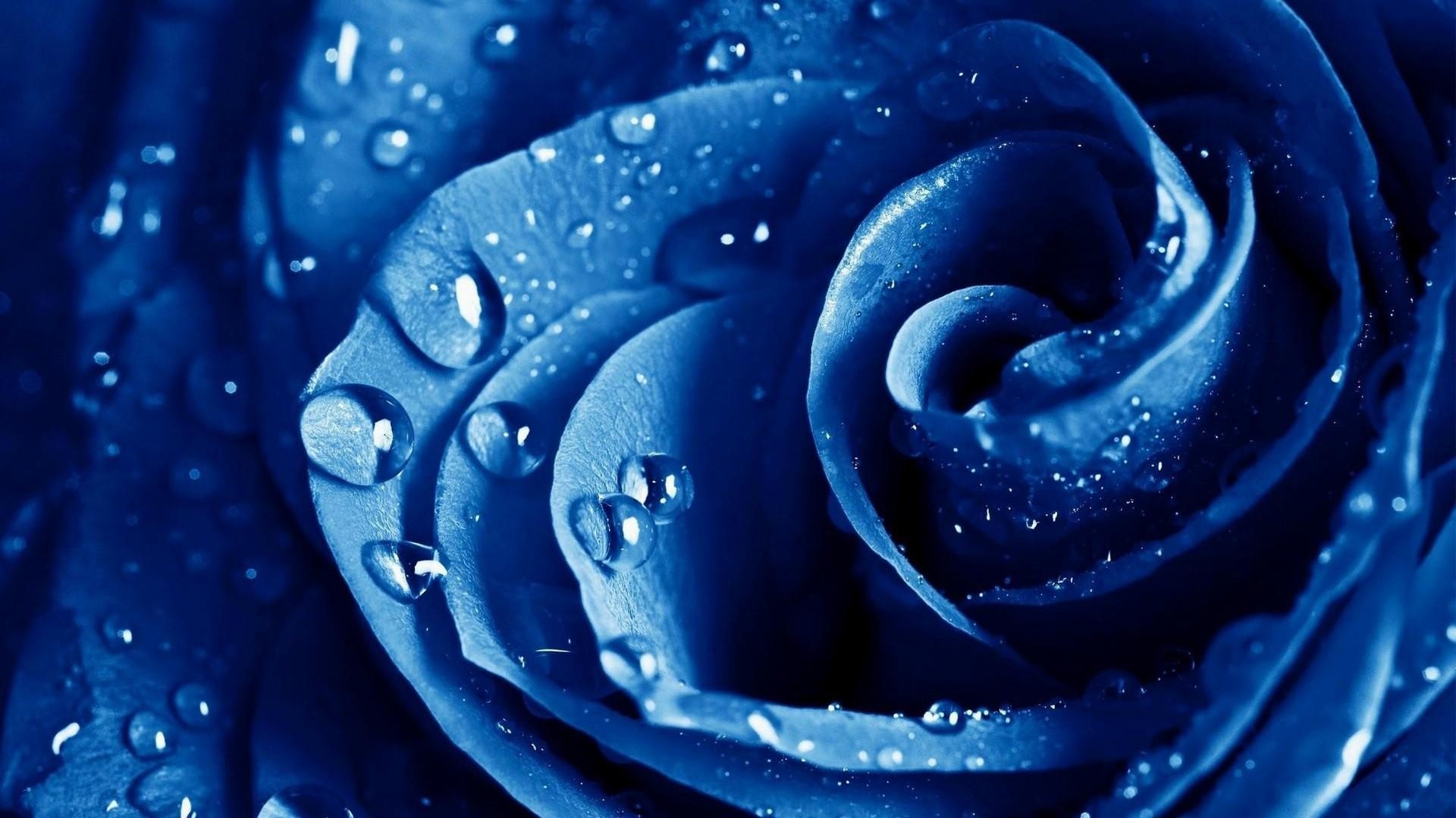 Rosa blu, Gocce d'acqua, Macro, Petali, sfondo per desktop