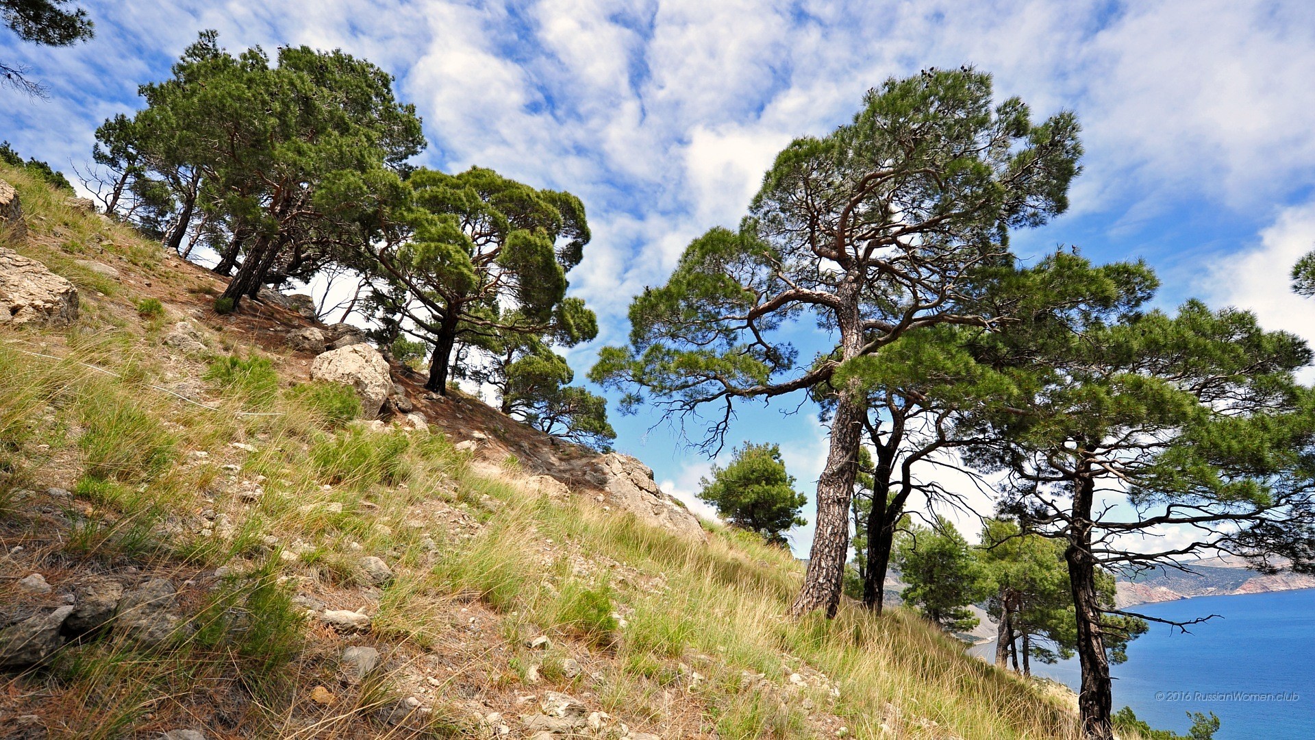 Pini, Collina, Cielo azzurro, Mare, Full HD, sfondo Windows 11