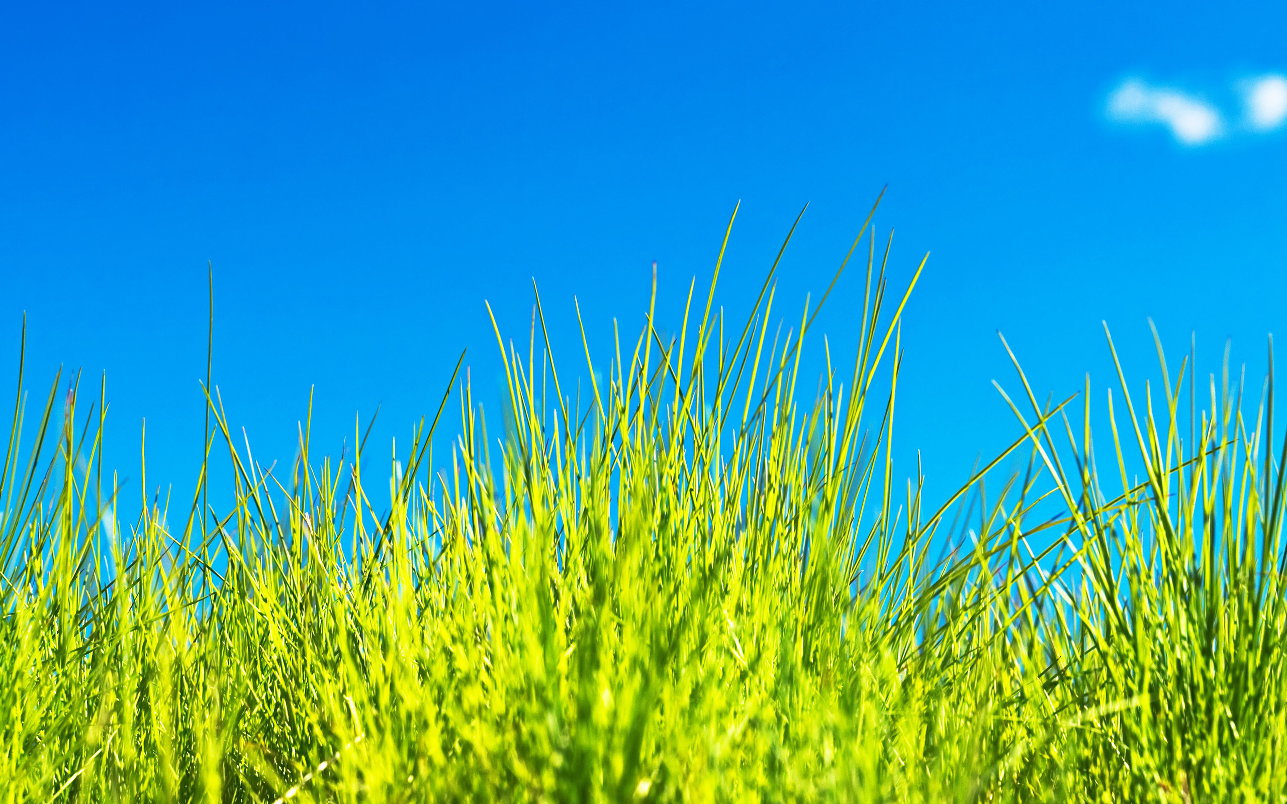 Erba alta, Cielo azzurro, Estate, 16:10 2K, sfondo widescreen