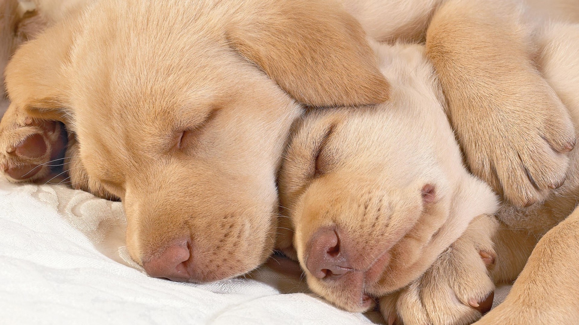 Cuccioli, Labrador, Sonno, Animali teneri, 16:9 Full HD, sfondo widescreen