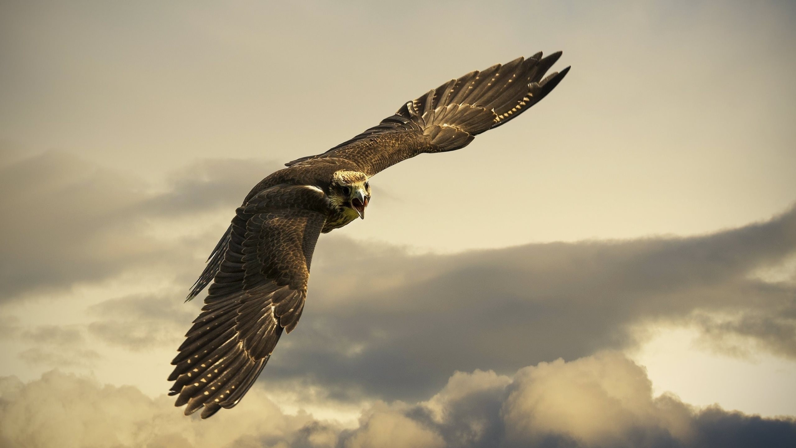 Aquila, In volo, Nuvole, 2K 1440p, sfondo desktop