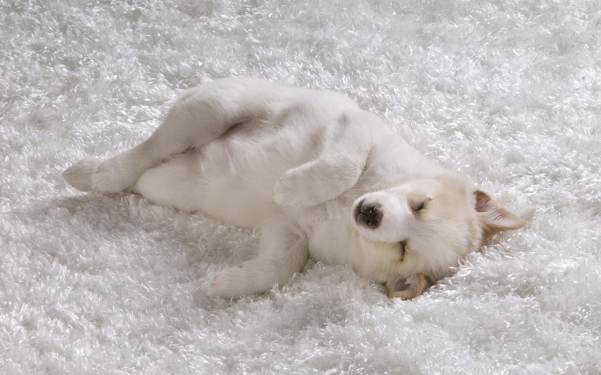 Cucciolo, Cane bianco, Tappeto bianco, 1920x1200, immagine di sfondo