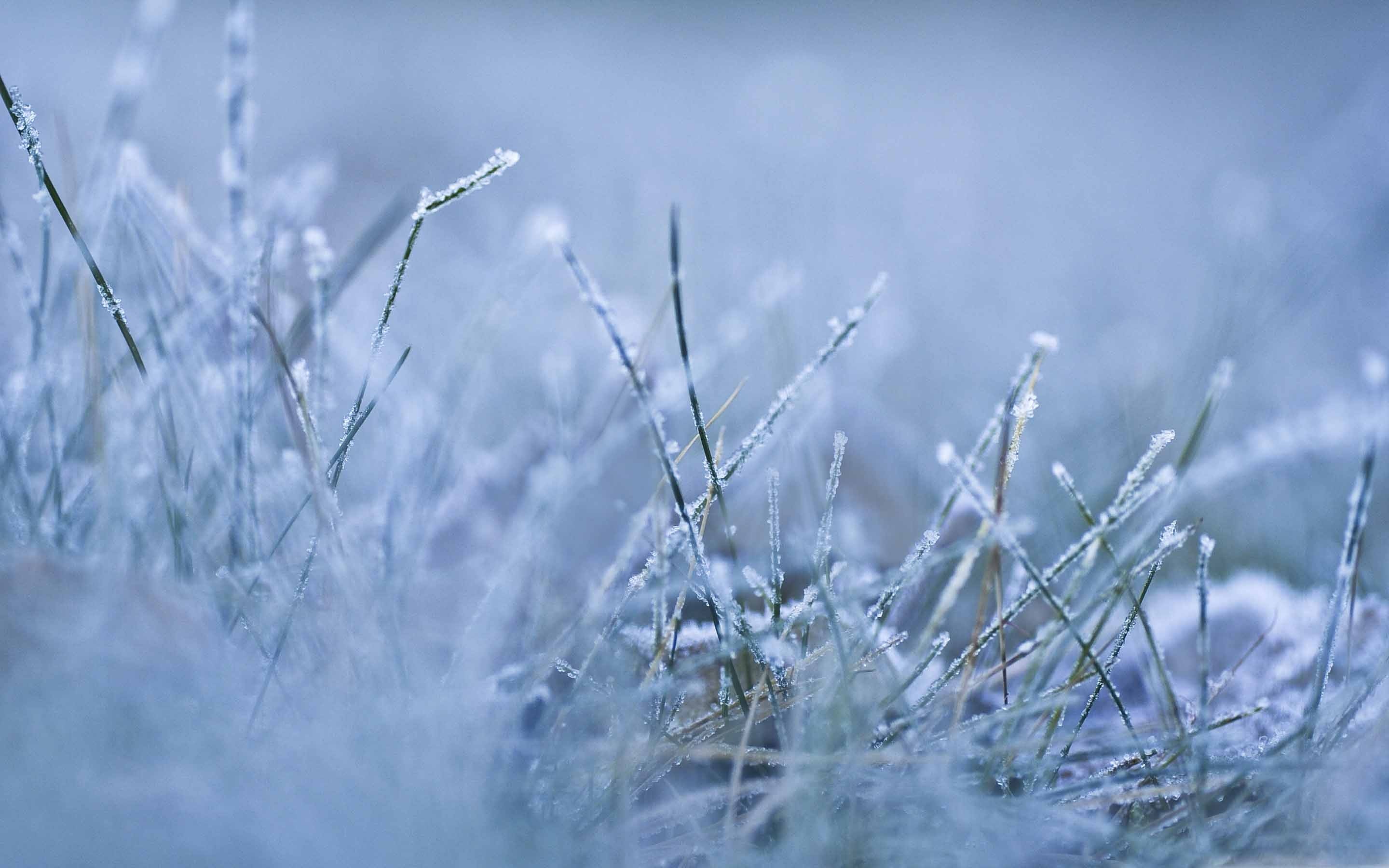 Erba ghiacciata, Brina, Inverno, Macro, sfondo Mac 2K